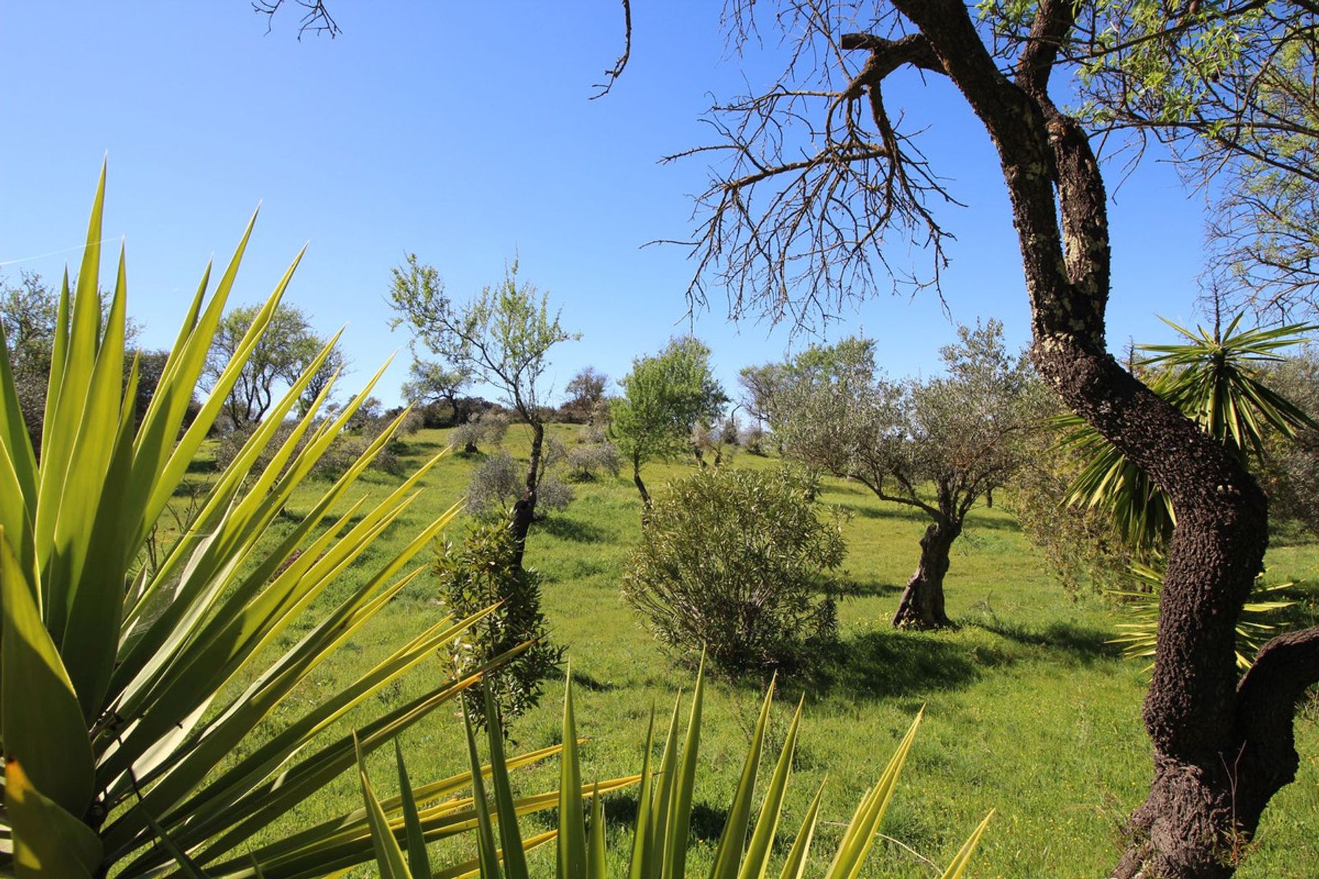 casa en Coín, Andalusia 12283640