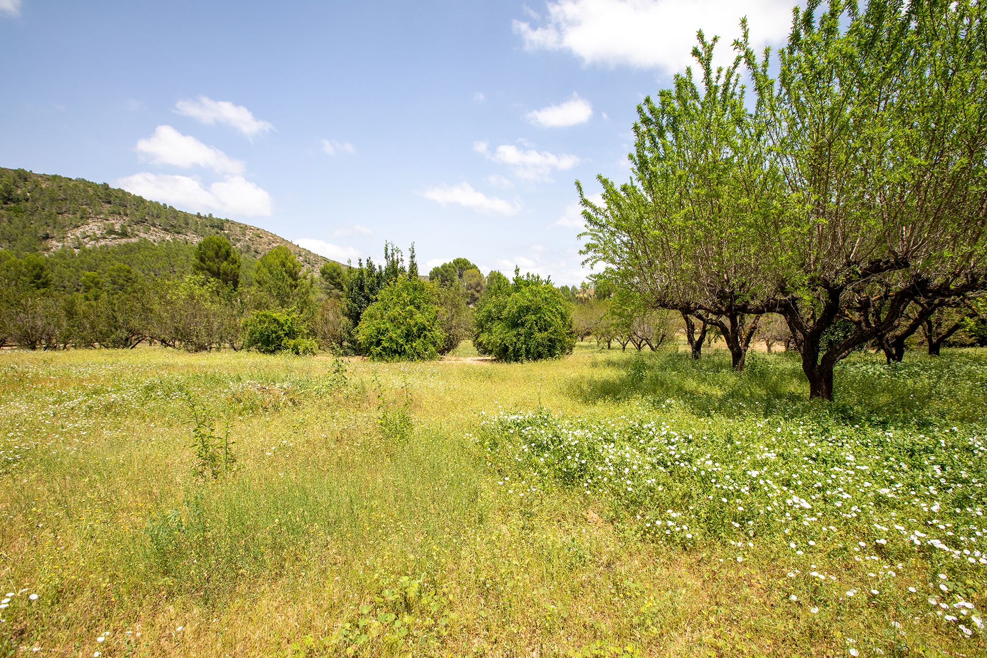 Dom w L'Olleria, Valencian Community 12288097