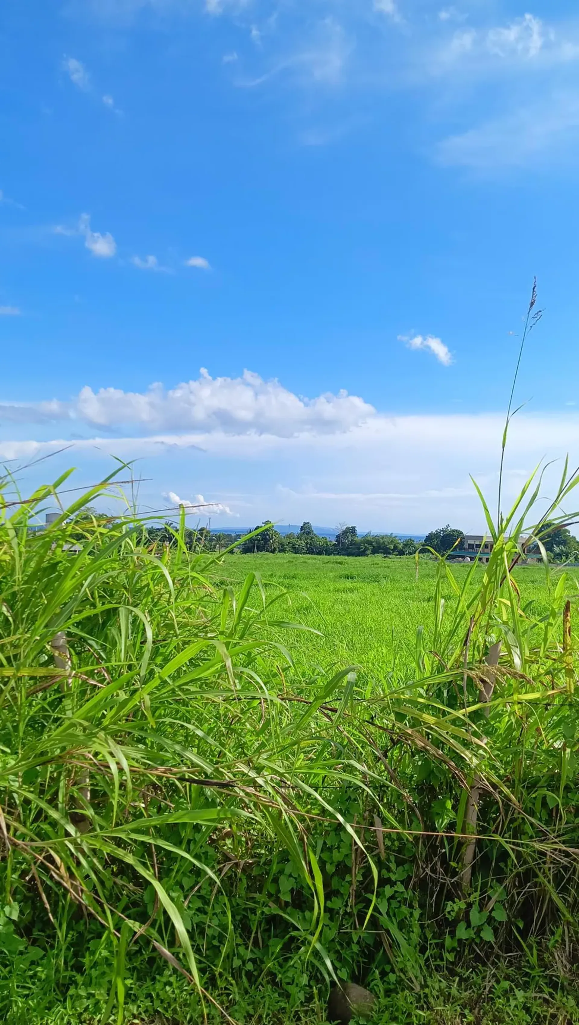 Land in Biliboy, Ormoc 12296744