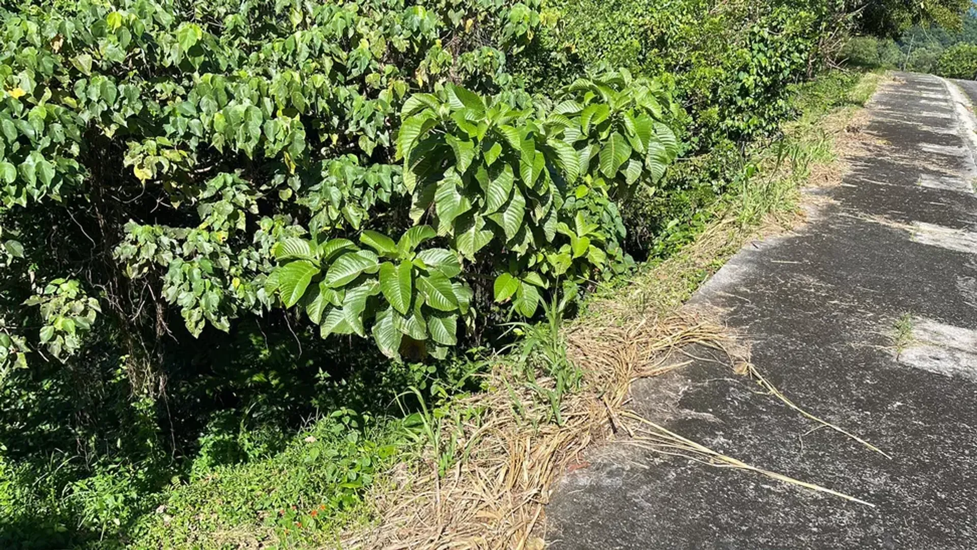 土地 在 勞雷爾, 八打雁 12296826