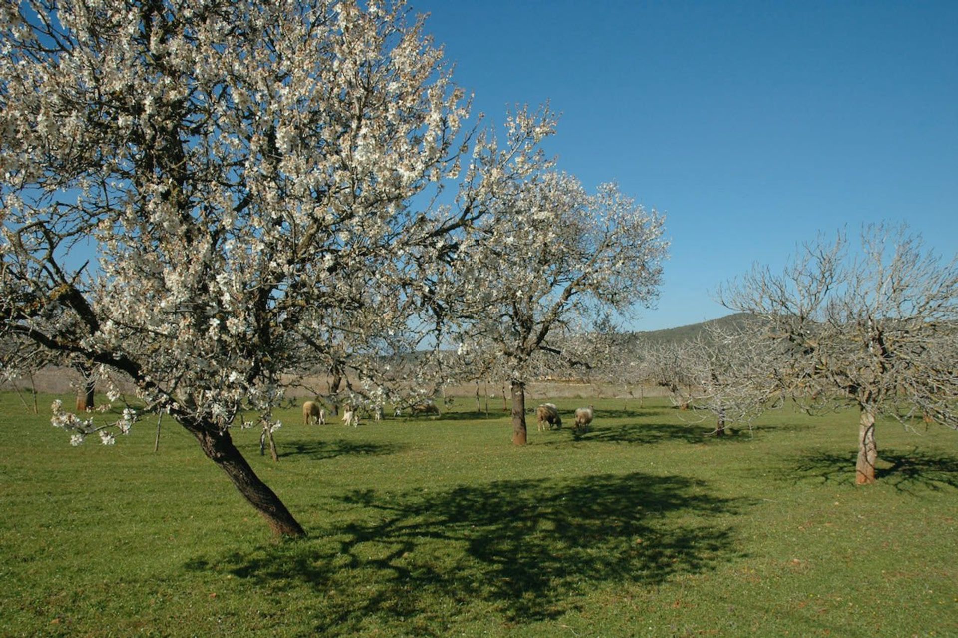 Terra no Santa Inês, Ilhas Baleares 12298797