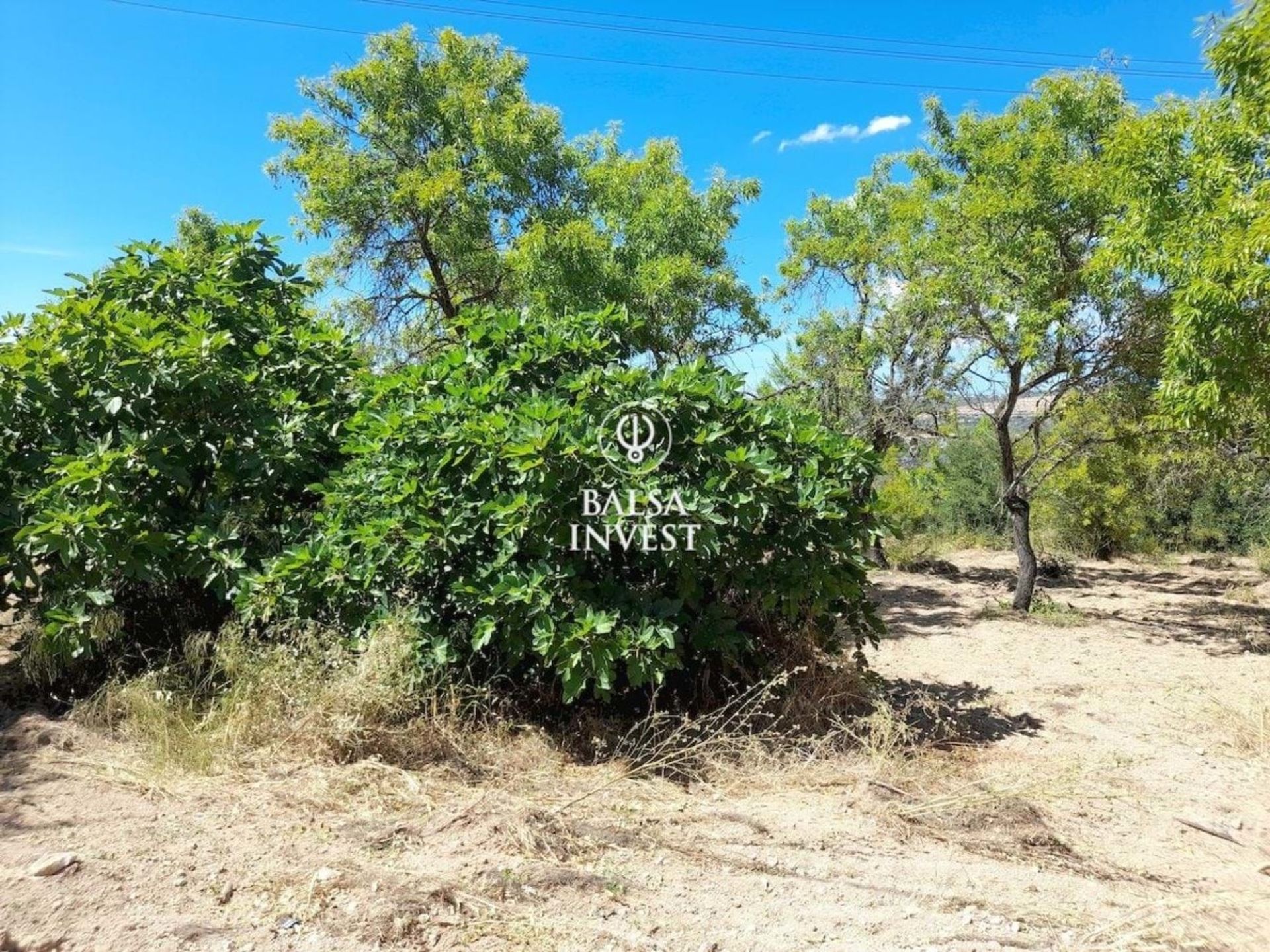 Terra no Boliqueime, Faro 12301384