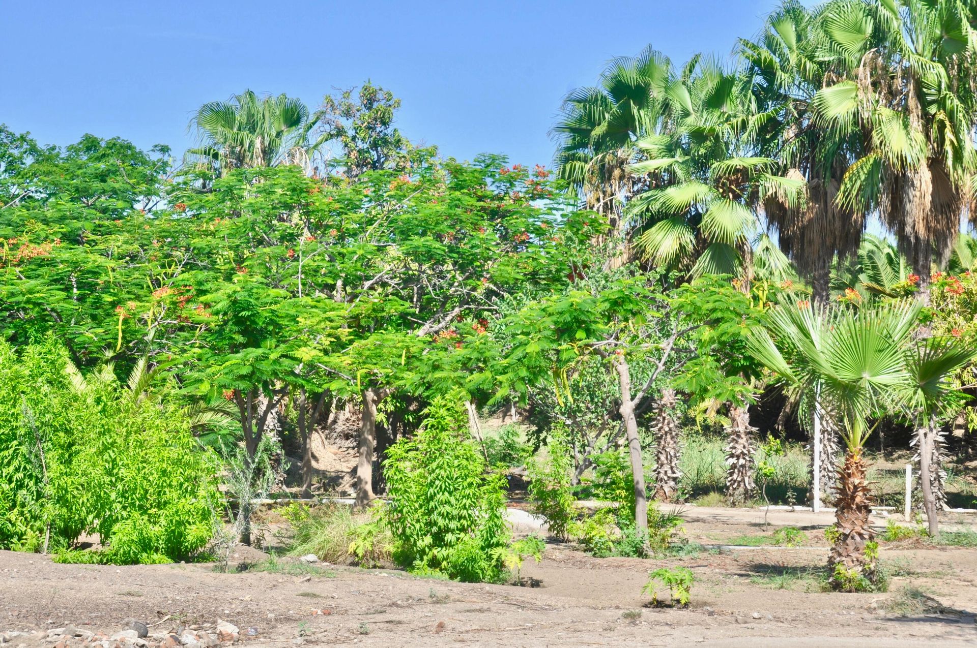 Sbarcare nel San José del Cabo, Baja California Sur 12303242