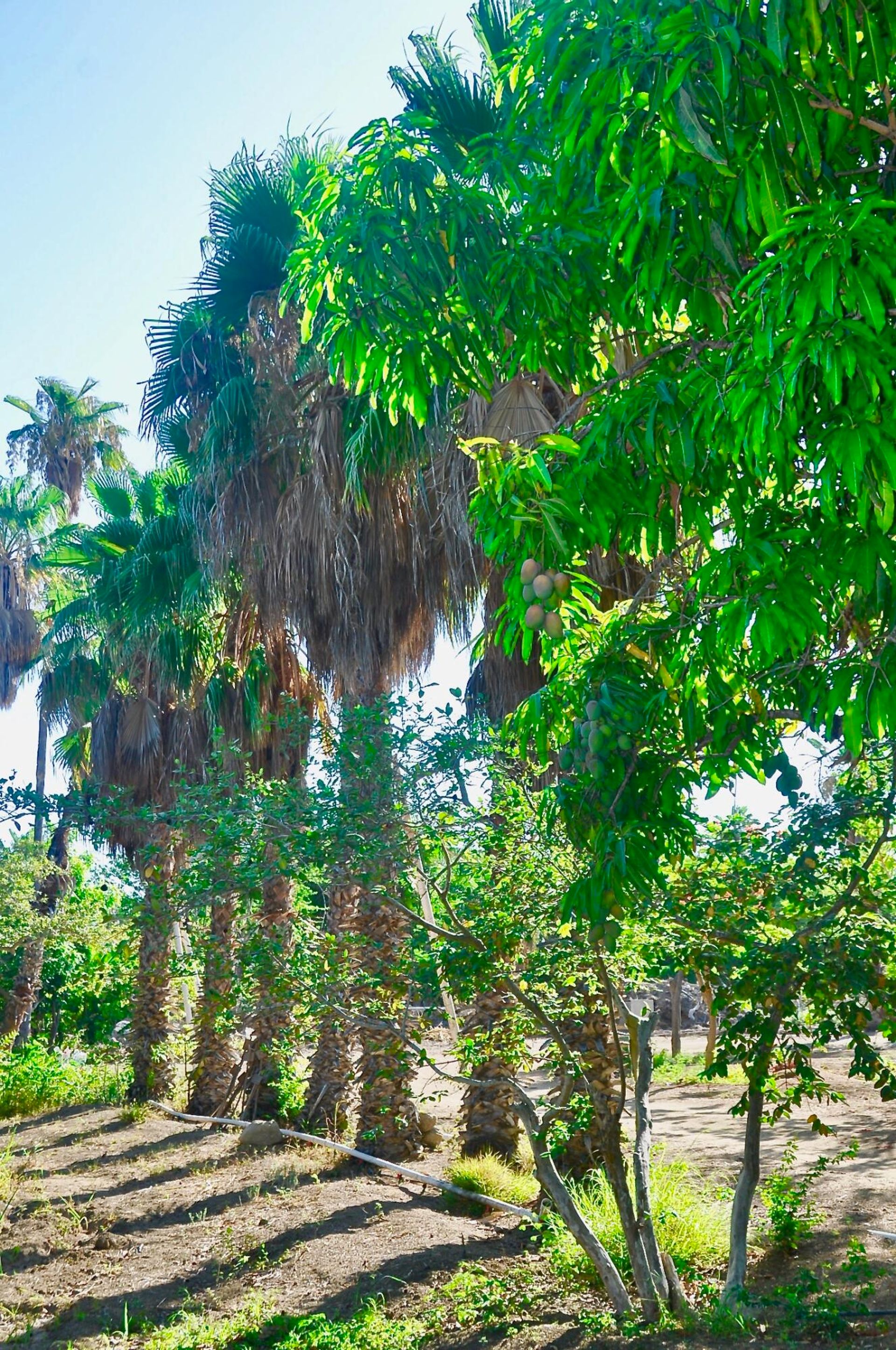 Sbarcare nel San José del Cabo, Baja California Sur 12303242