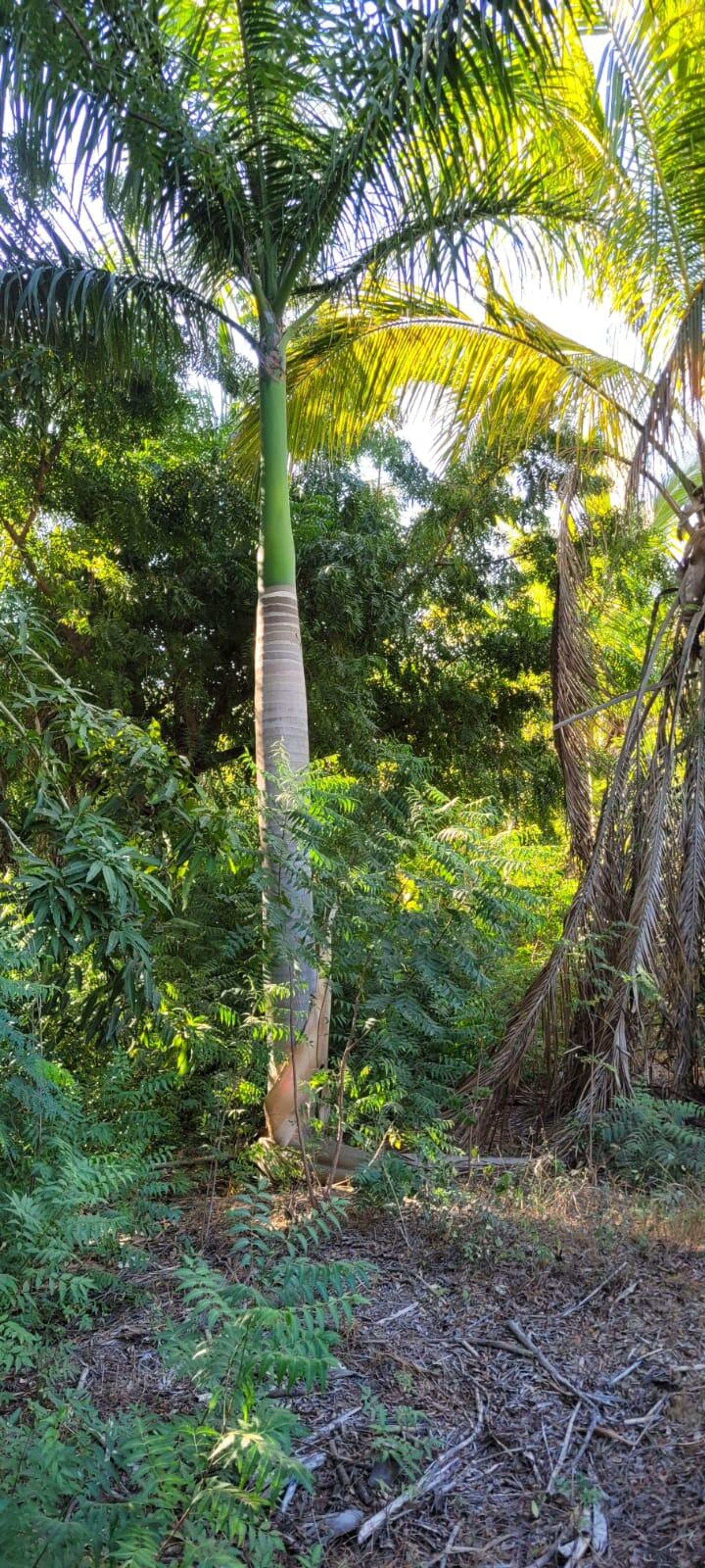 Terra no São José del Cabo, Baixa Califórnia Sul 12303242