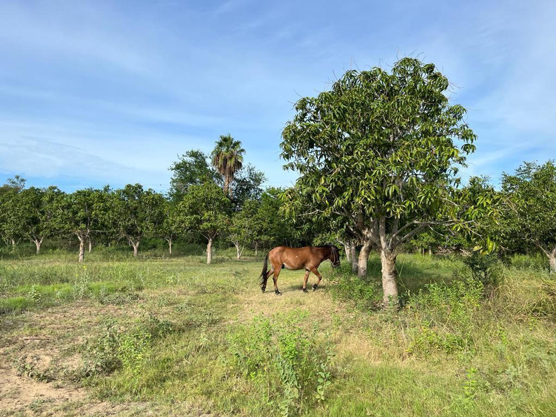 Land in San José del Cabo, Baja California Sur 12303259