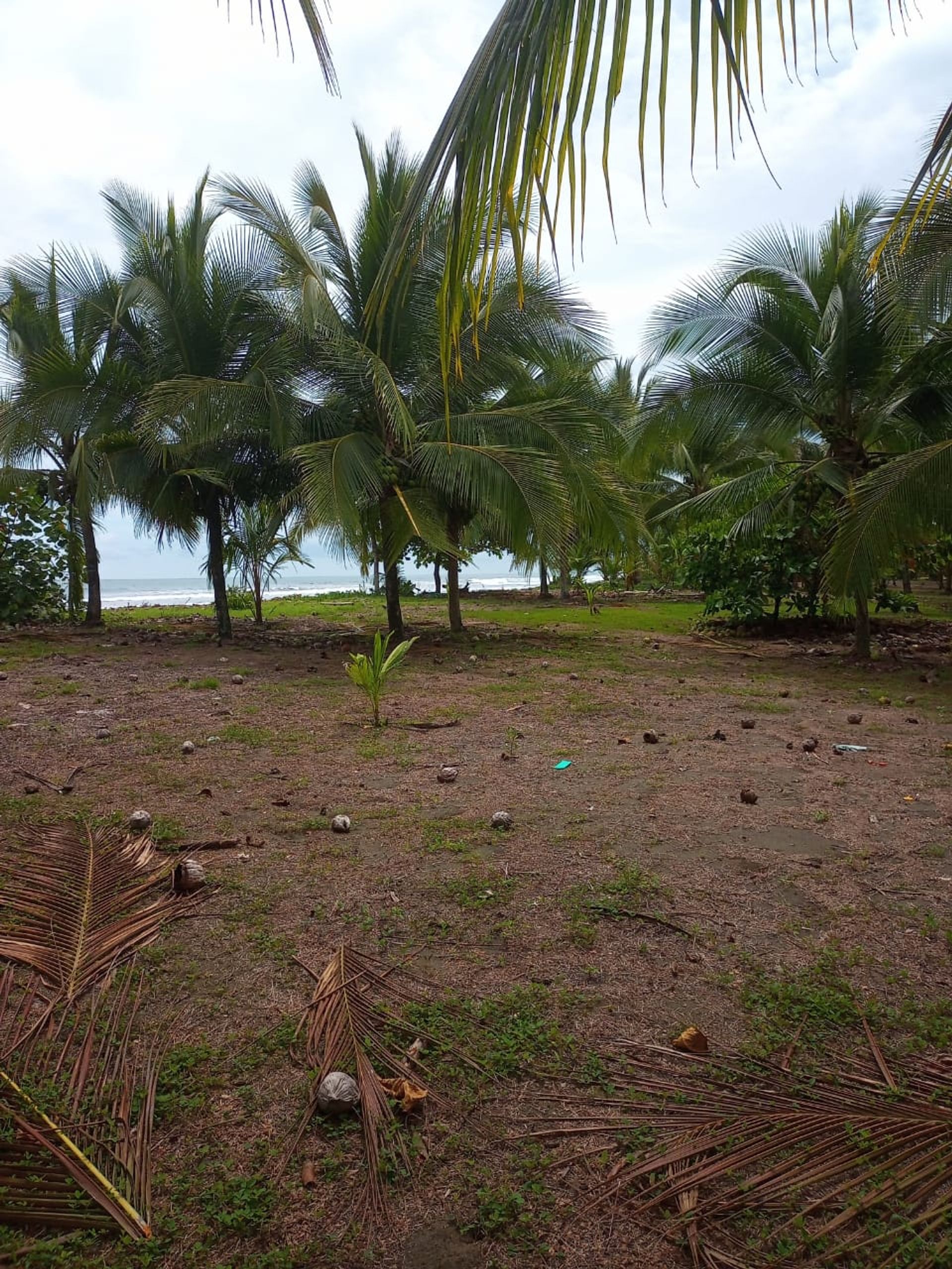 Wylądować w Quepos, Provincia de Puntarenas 12305747