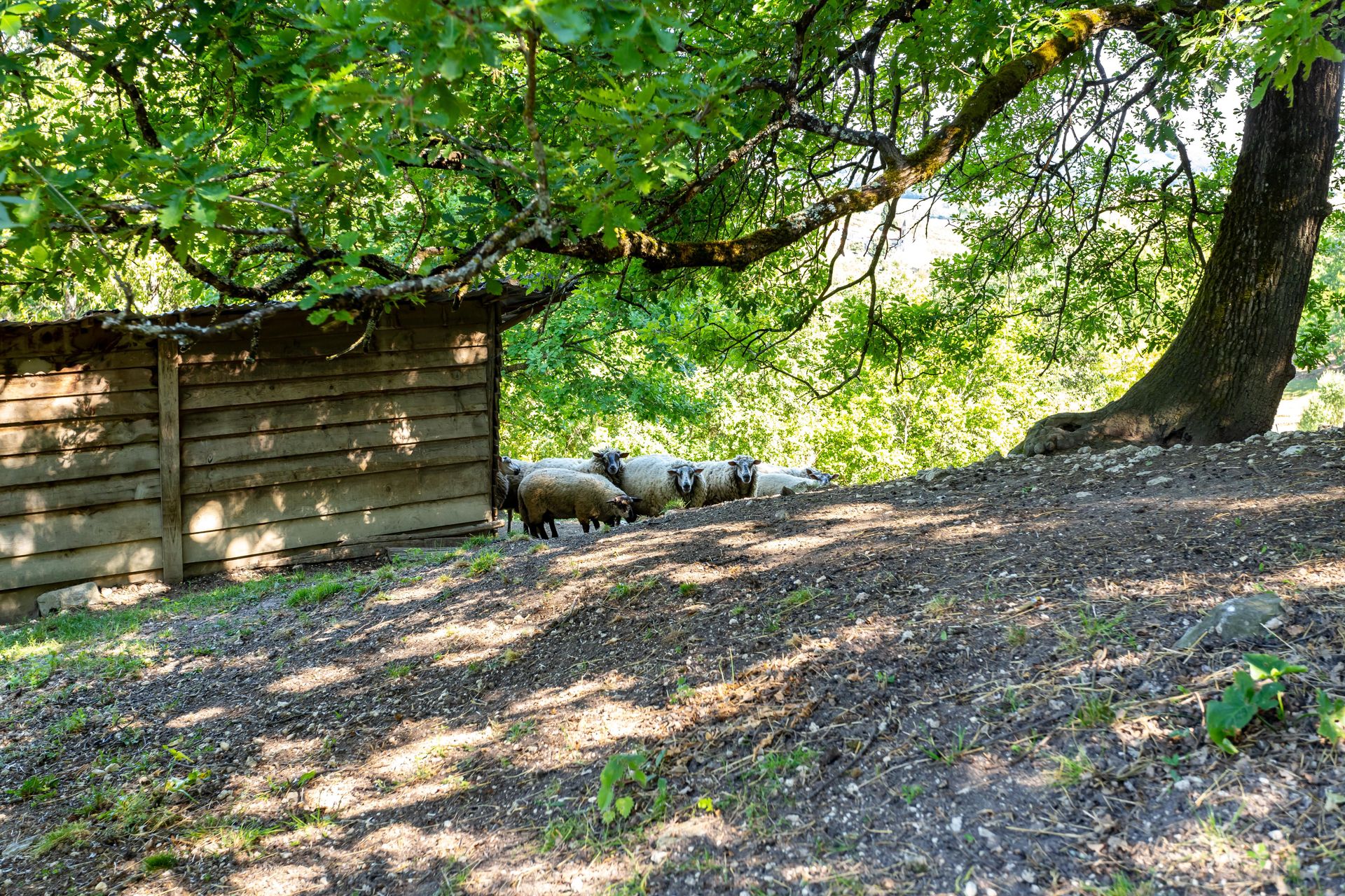 房子 在 Saint-Amans-de-Pellagal, Occitanie 12305779