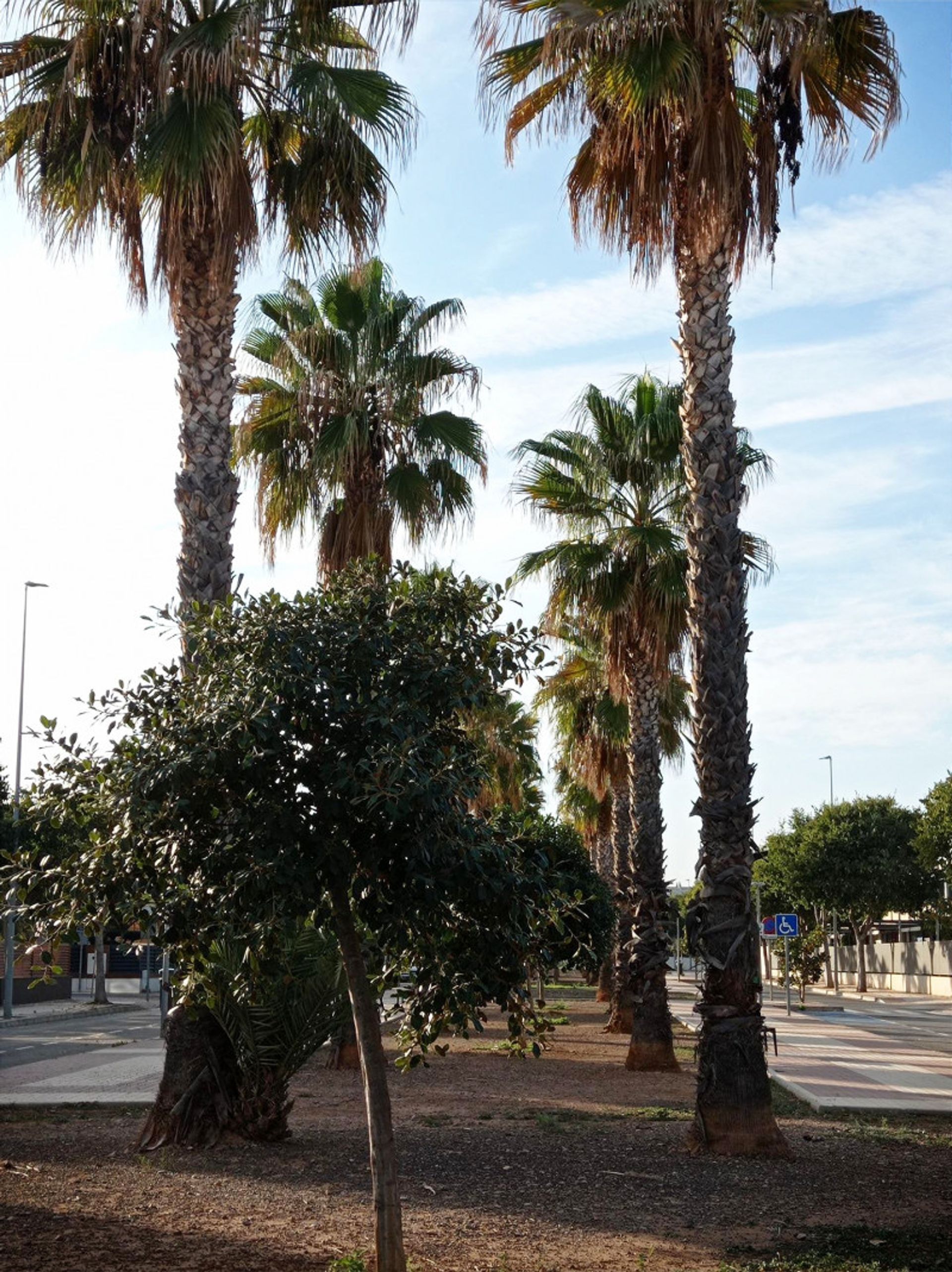 Annen i Castelló de la Plana, Comunidad Valenciana 12306041