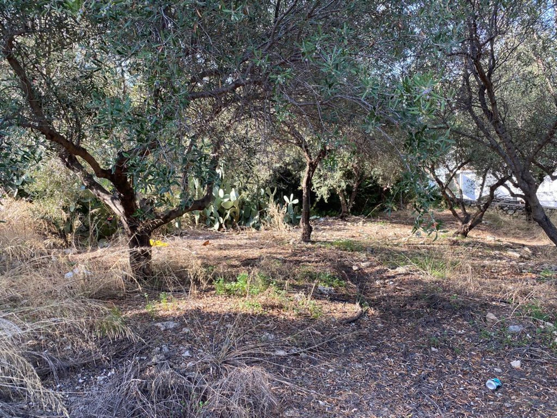 Land in Kefalas, Kriti 12311984