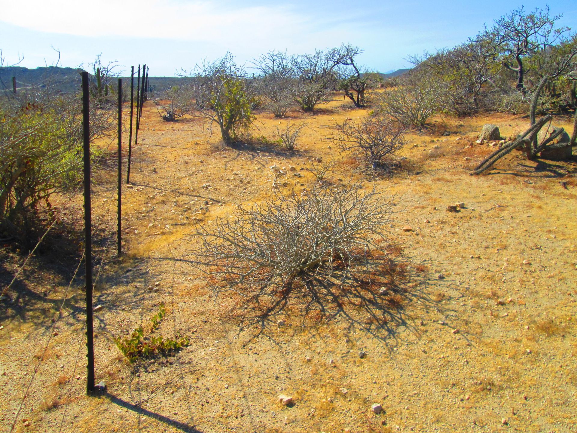 Land in Cuauhtemoc, 1 Ignacio L. Vallarta 12314078