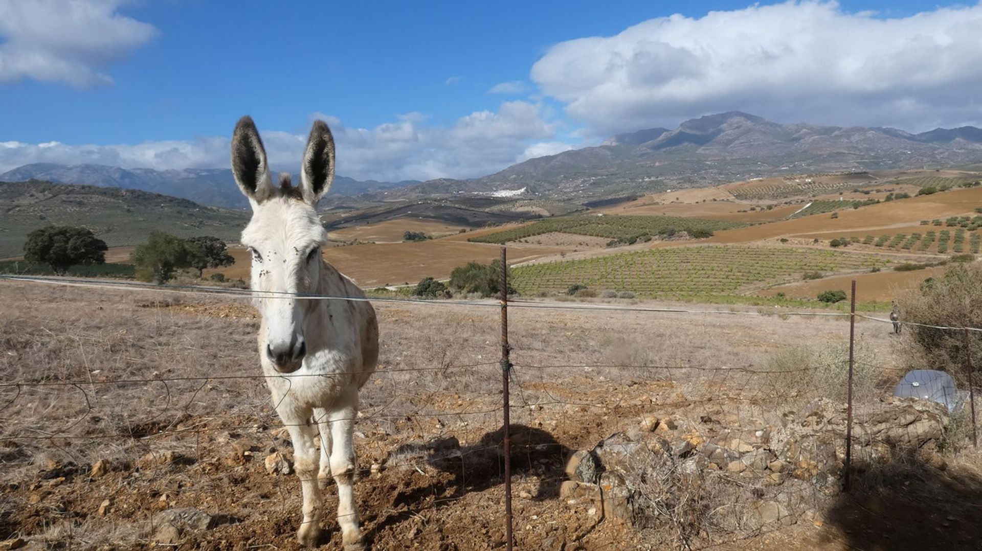 жилой дом в Coín, Andalusia 12315656