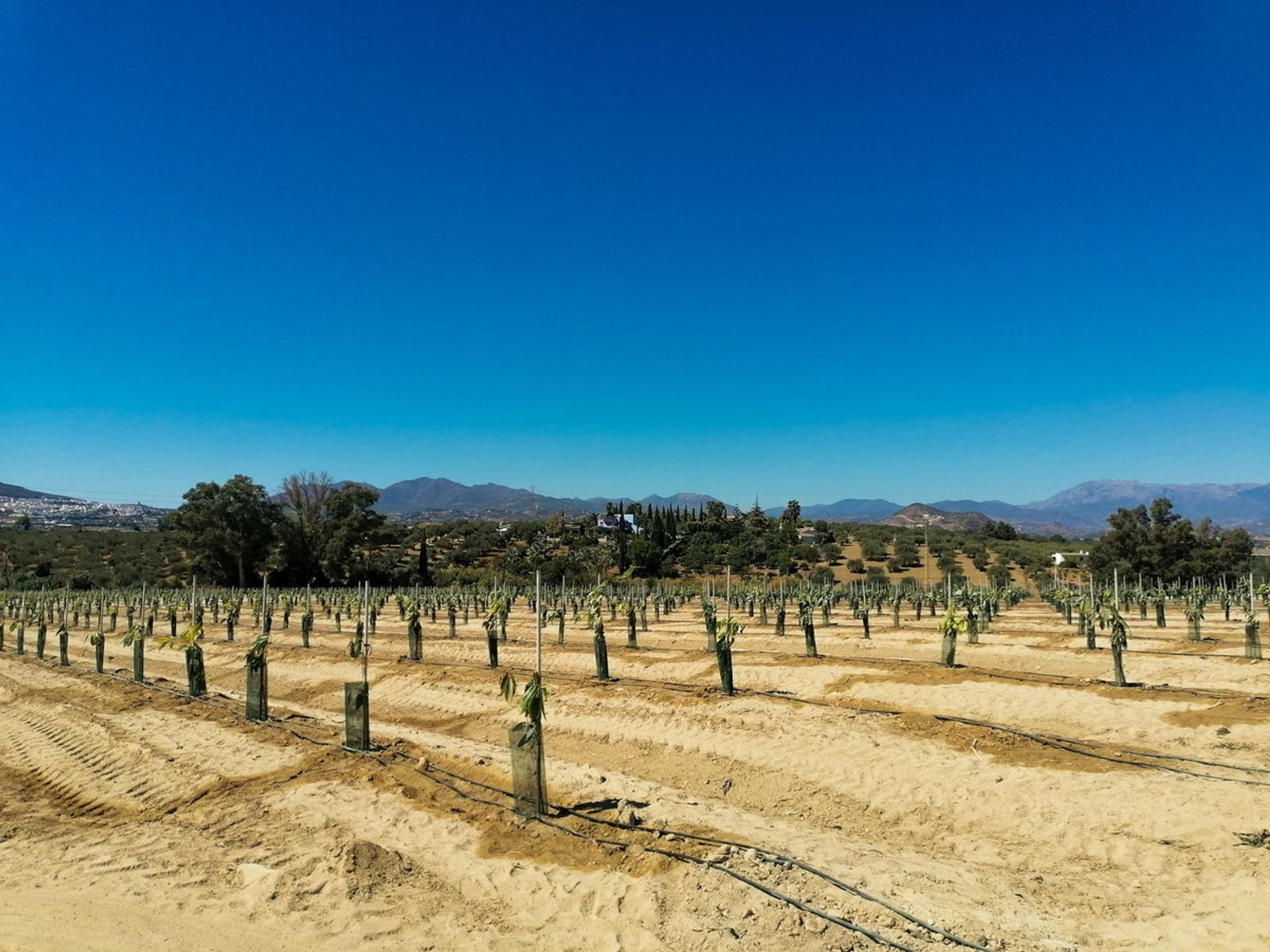 Dom w Alhaurin el Grande, Andaluzja 12316094