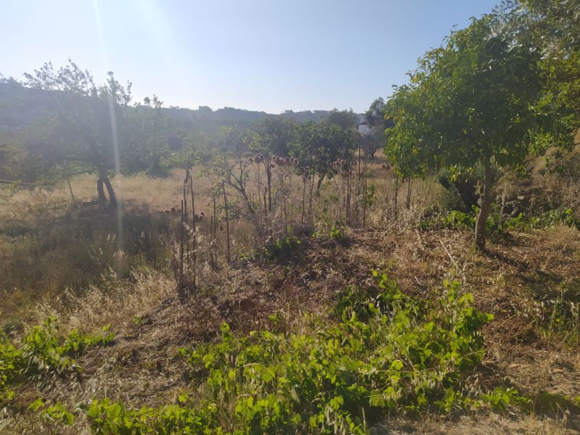 房子 在 Ferreira do Zêzere, Santarém District 12331546