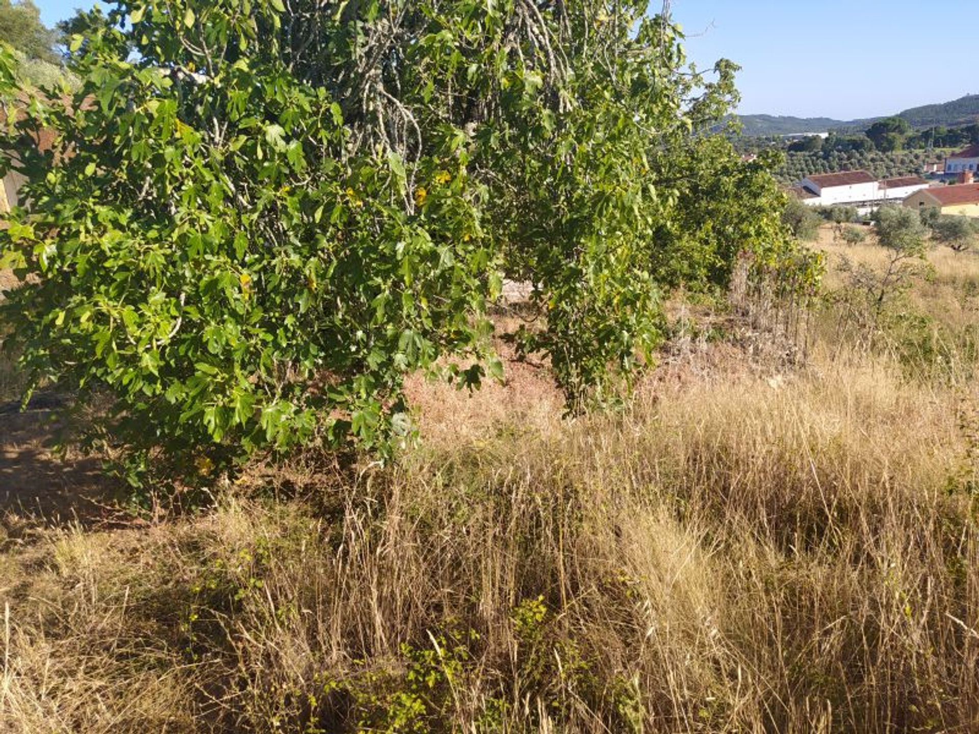 房子 在 Ferreira do Zêzere, Santarém District 12331546