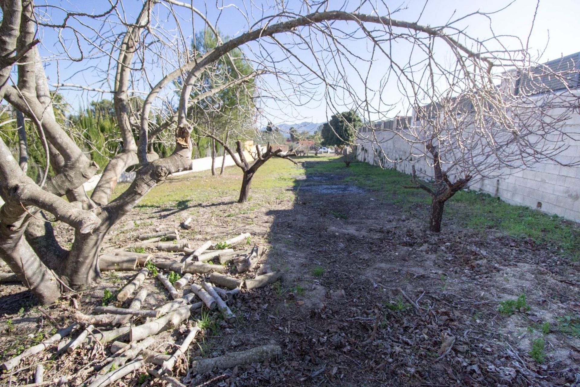 Altro nel Xàtiva, Valencian Community 12335059