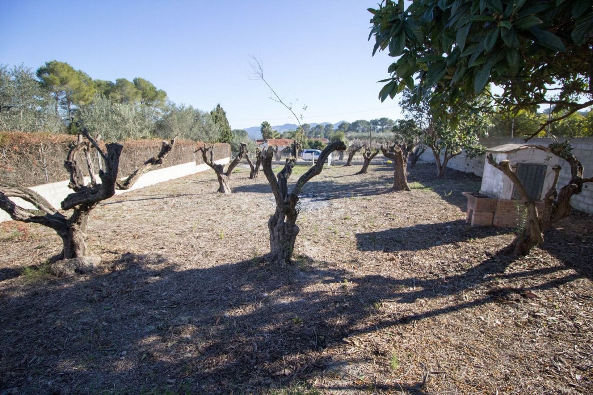 Annen i Xàtiva, Valencian Community 12335059