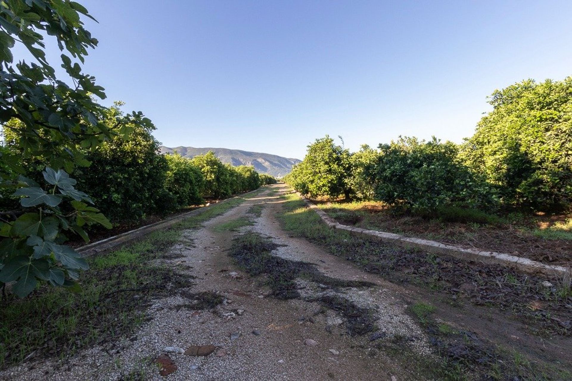 Yang lain dalam Benifairó de la Valldigna, Valencian Community 12335091