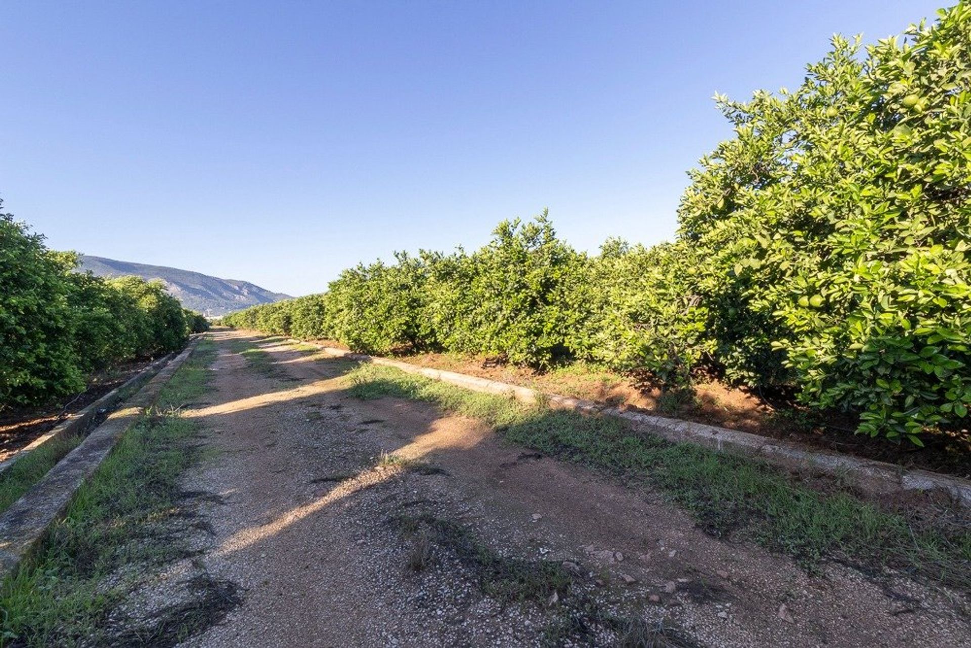 Yang lain dalam Benifairó de la Valldigna, Valencian Community 12335091