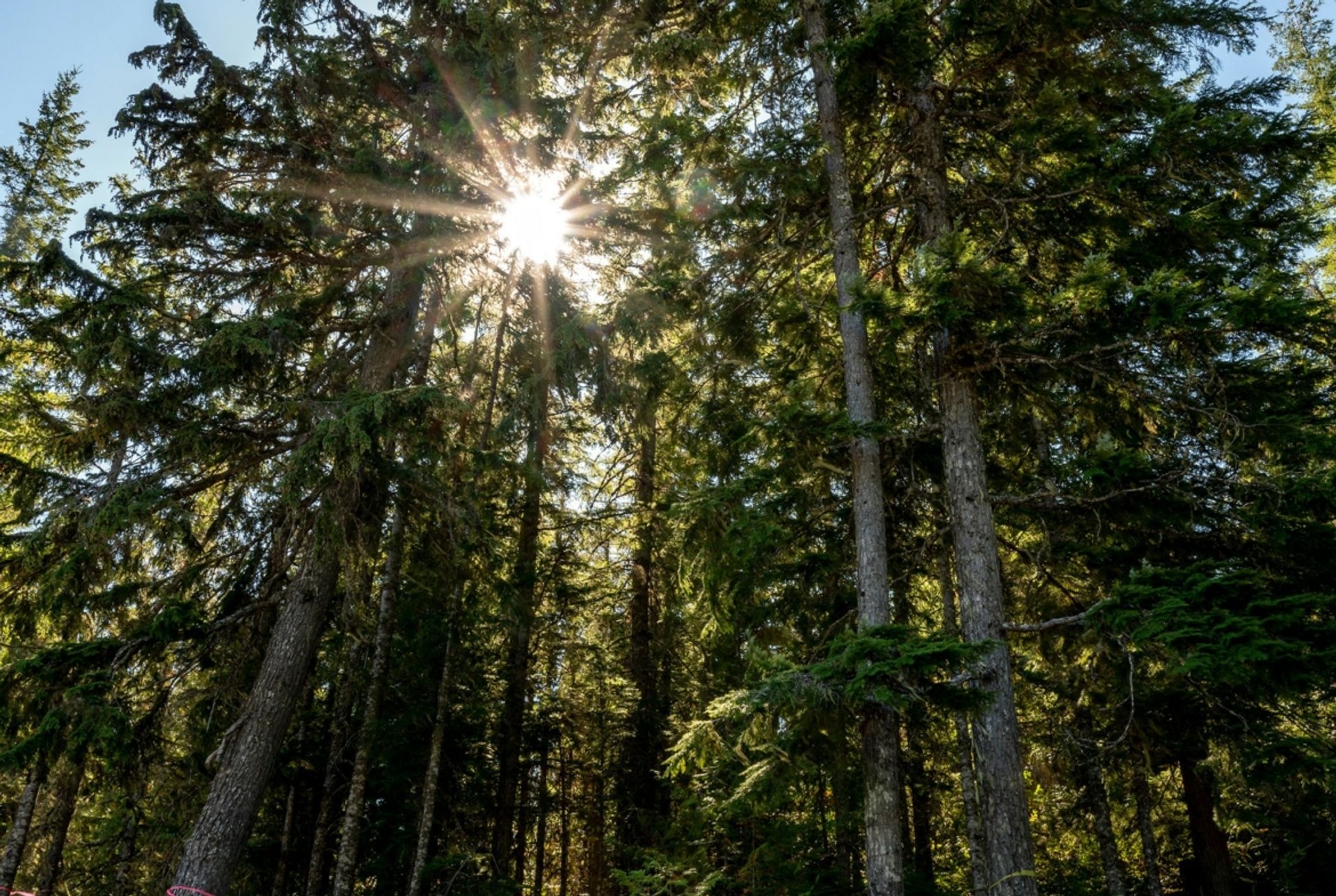 土地 在 Whistler, British Columbia 12339771