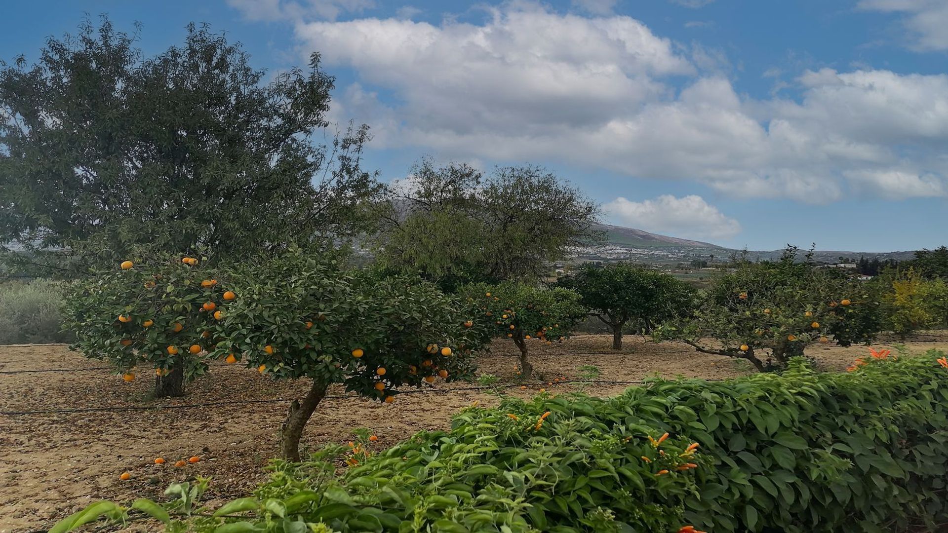 Будинок в Alhaurín el Grande, Andalucía 12345620