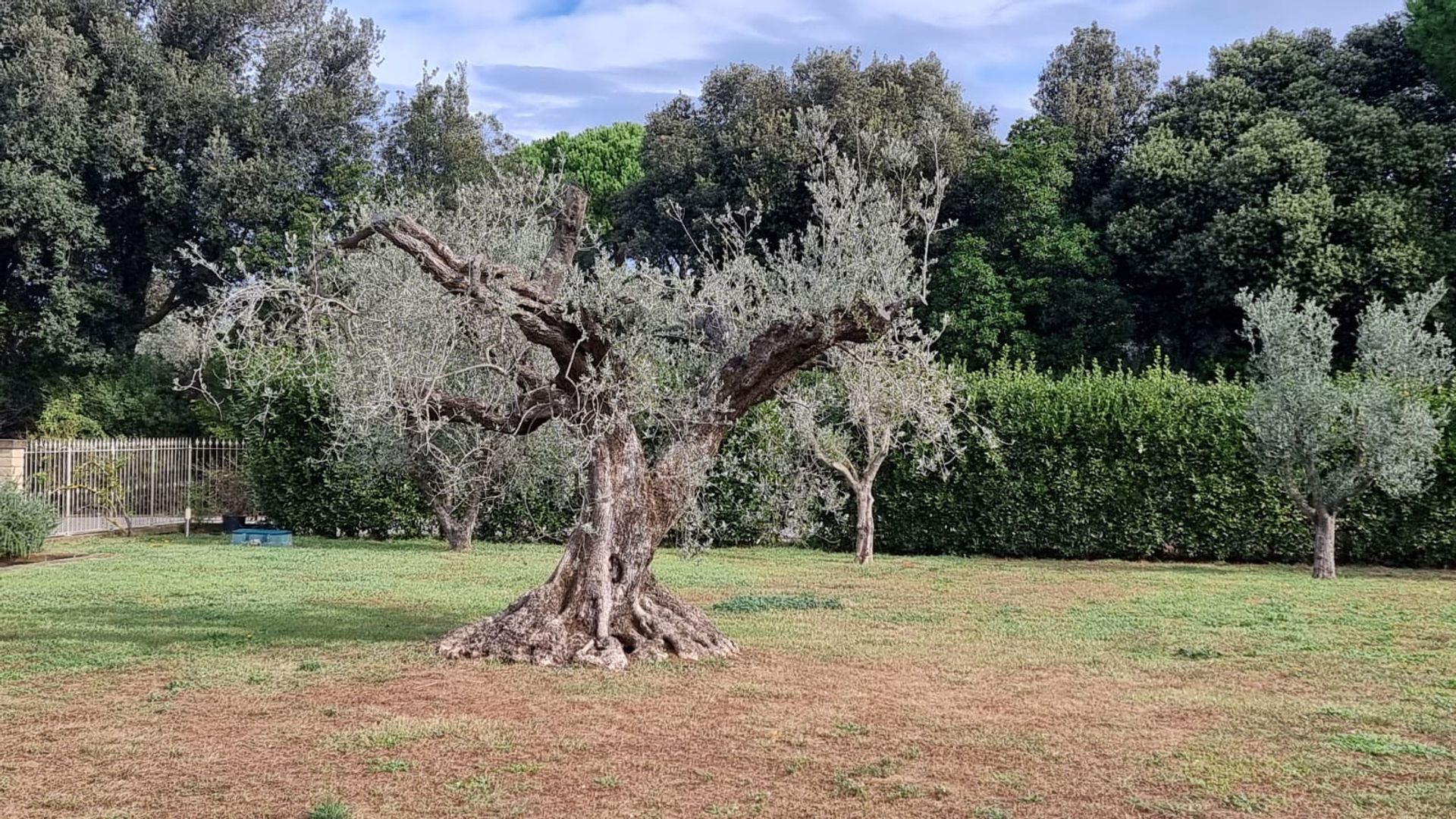 House in Bolgheri, Tuscany 12349600