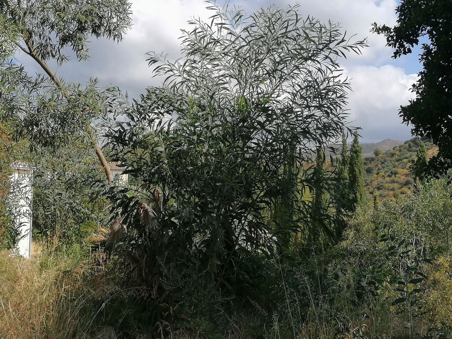 Talo sisään La Quinta, Canarias 12353242