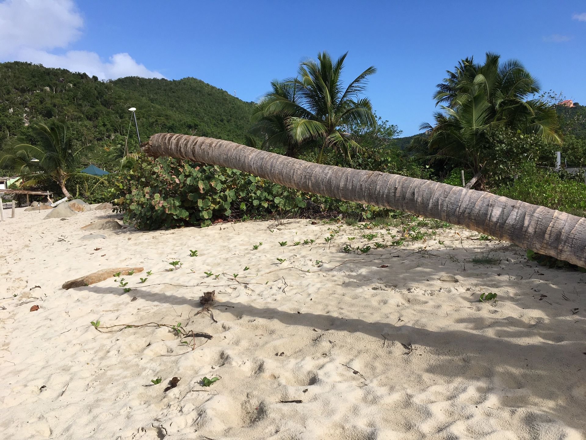 Sbarcare nel Baia dei Coralli, Isole Vergini 12356168