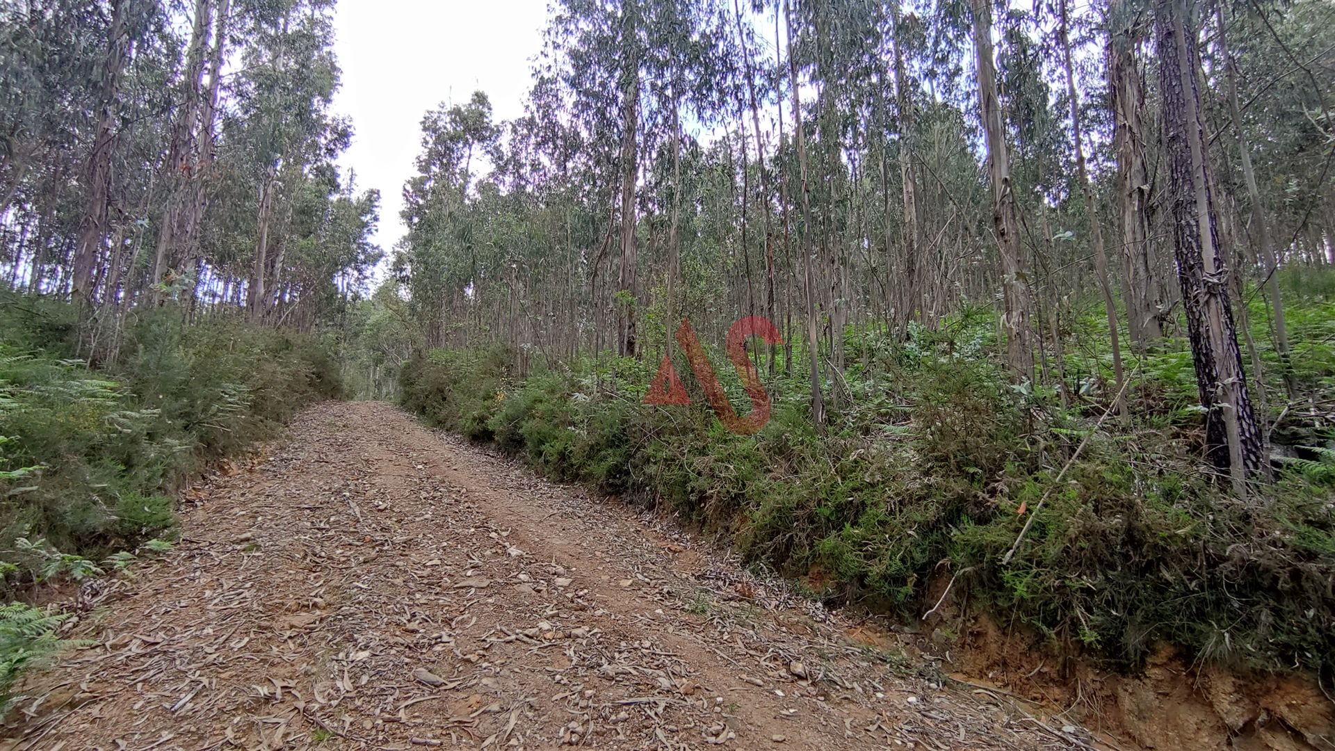 土地 在 巴塞洛斯, 布拉加 12359482