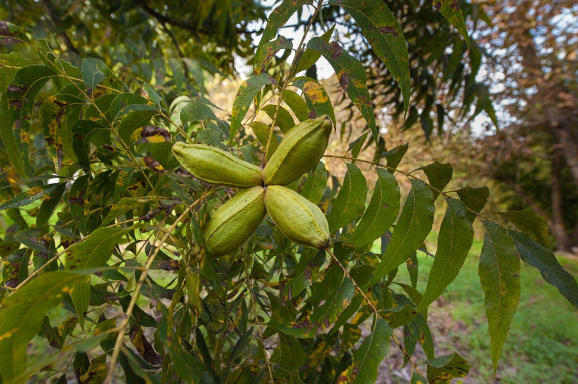 집 에 Coín, Andalusia 12359489