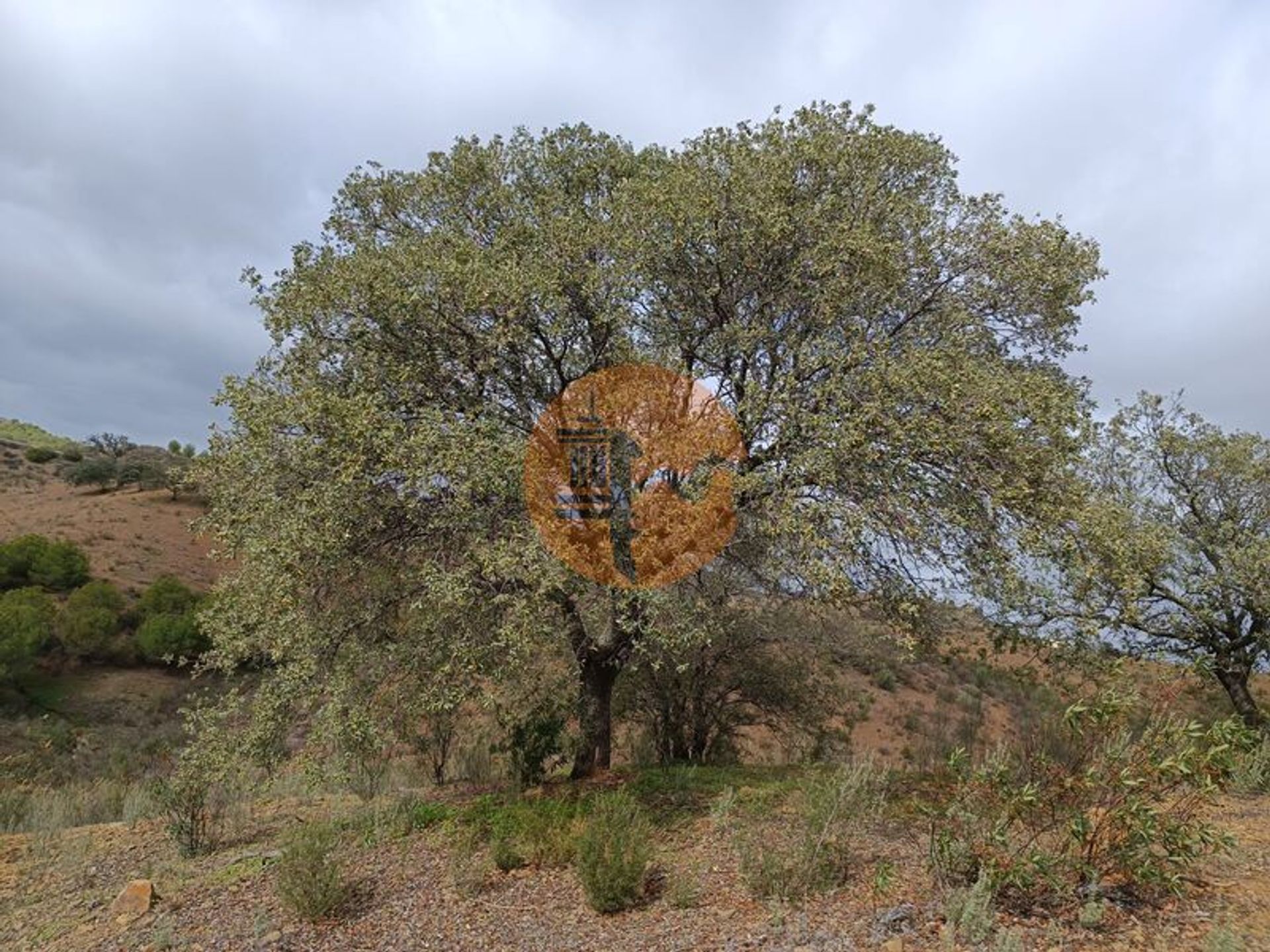 Tierra en azinhal, Faraón 12366868