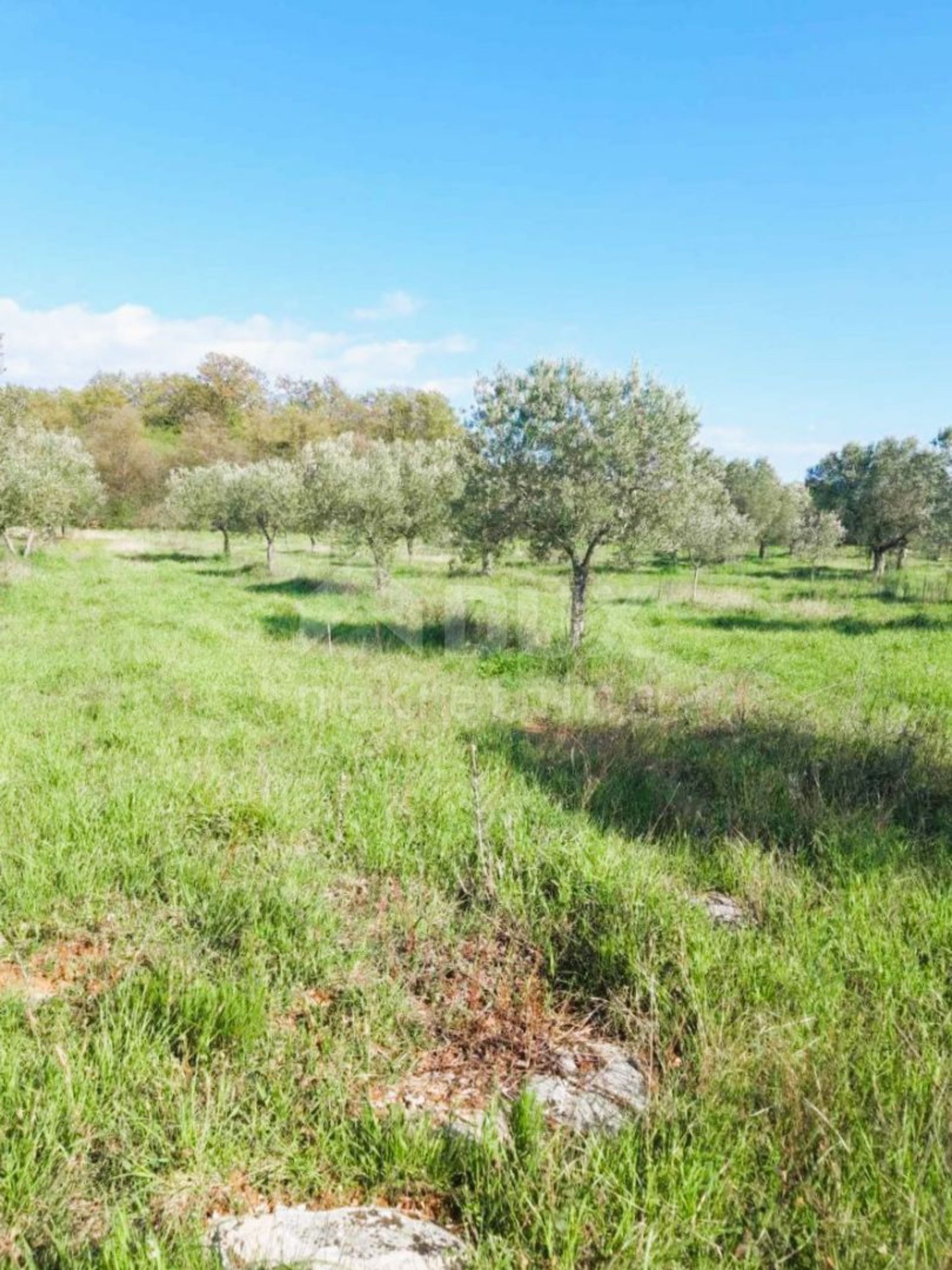 Land i Bale, Istria County 12369328