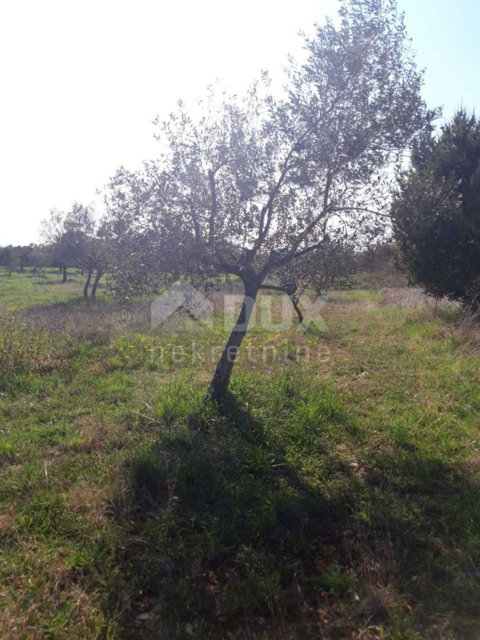 Land i Bale, Istria County 12369328