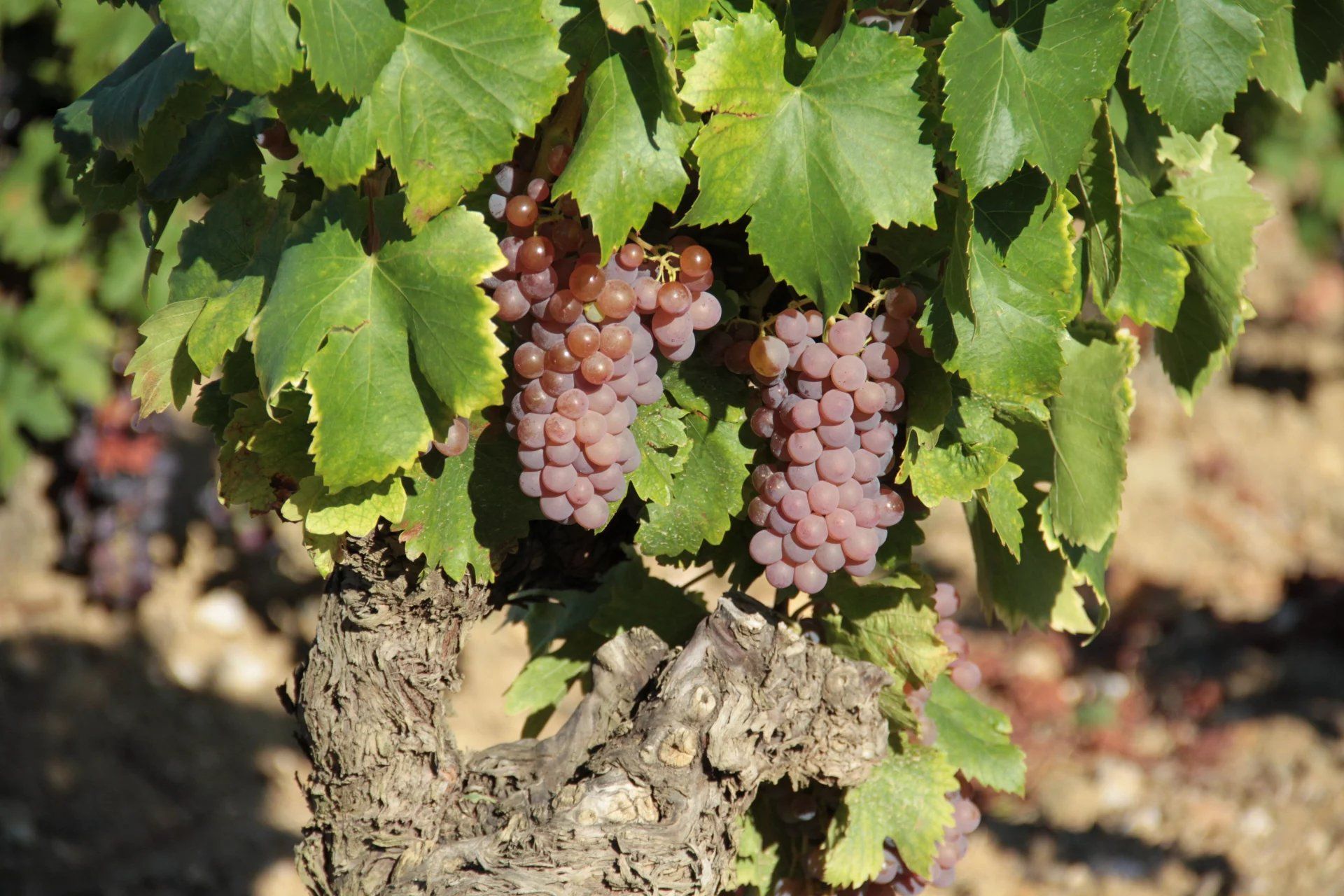 Dom w Faugeres, Occitanie 12380332