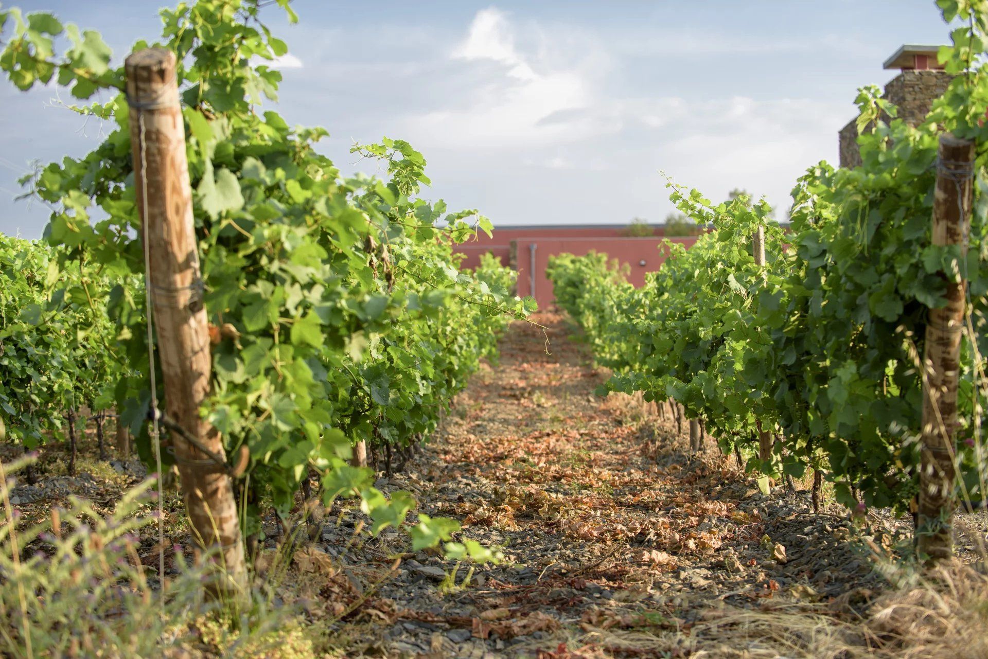 Dom w Faugeres, Occitanie 12380332