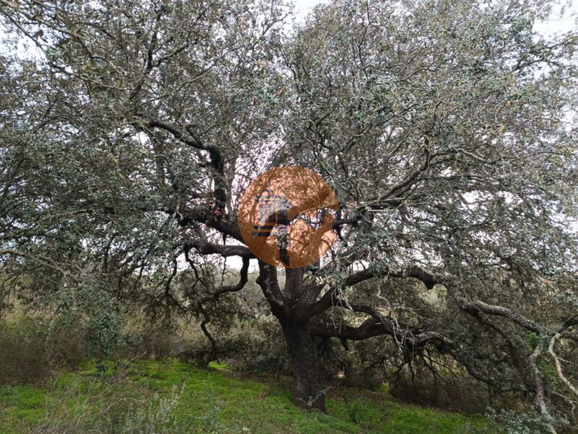 ארץ ב , Faro District 12383541