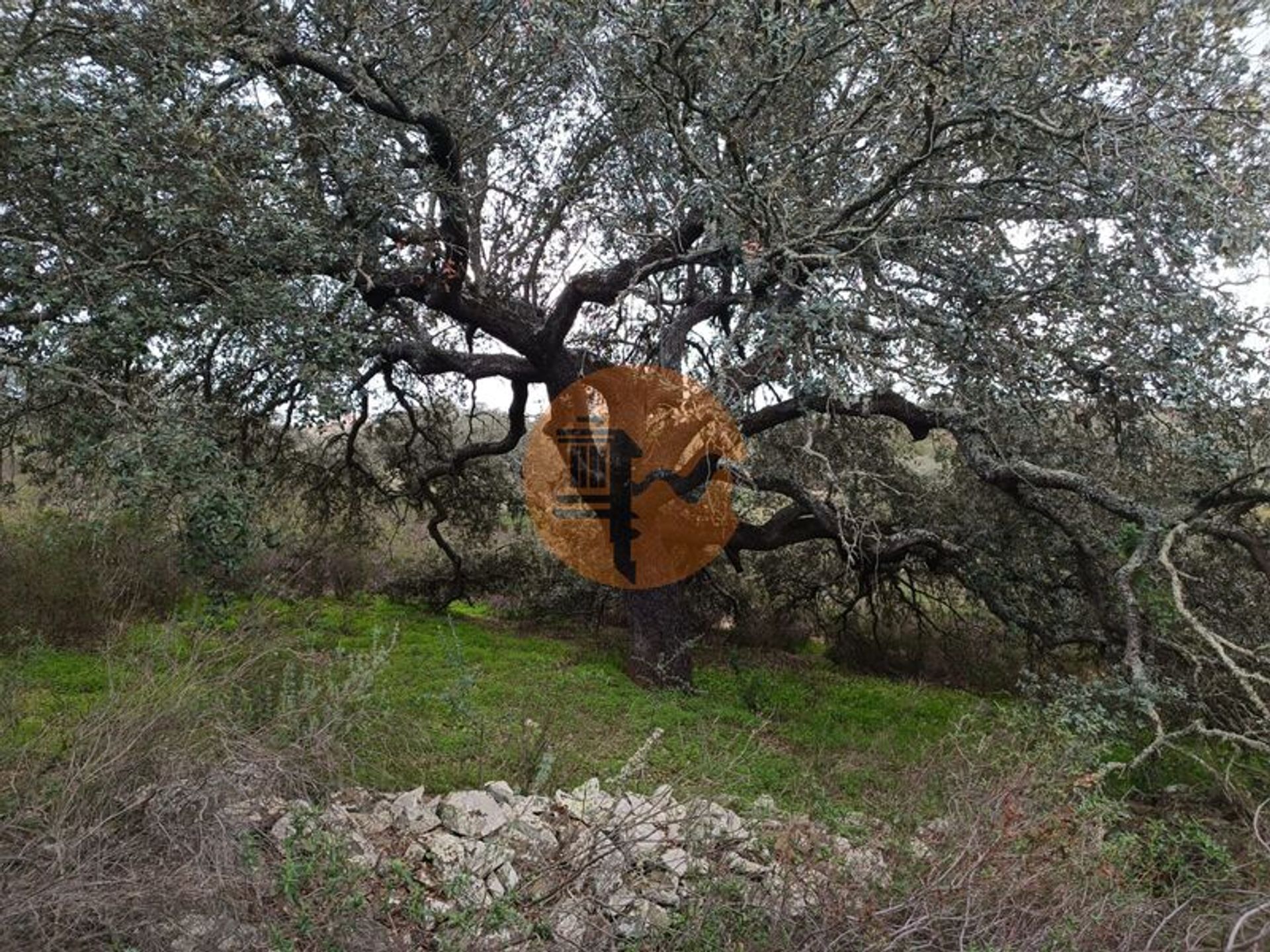 ארץ ב , Faro District 12383541