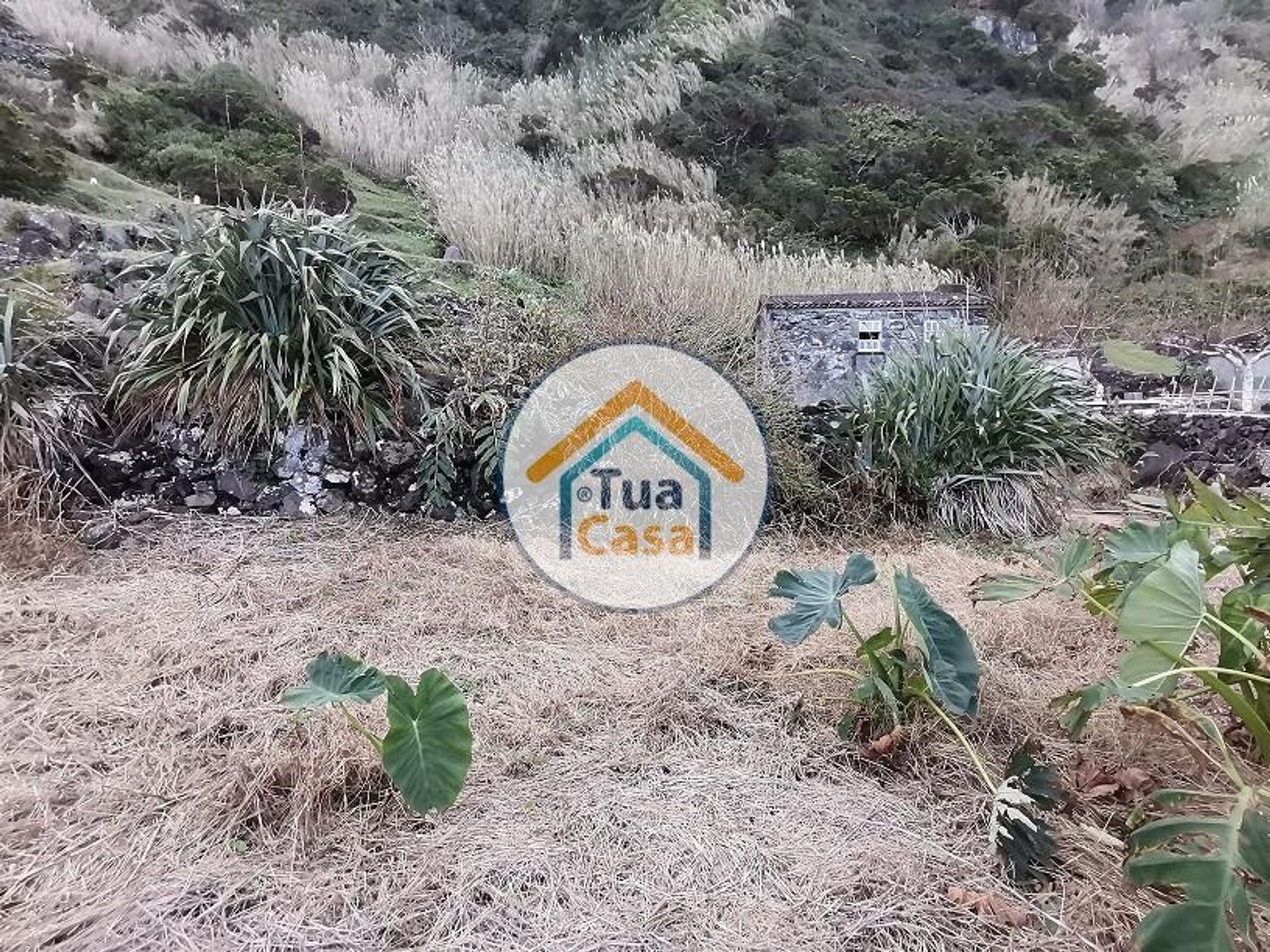 Hus i Norte Pequeno, Azores 12383825