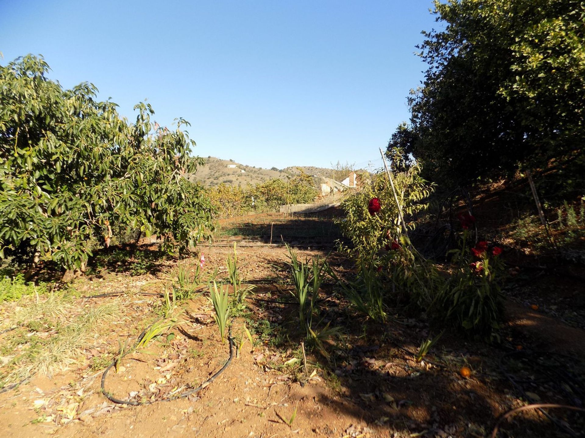 loger dans Coín, Andalusia 12386667