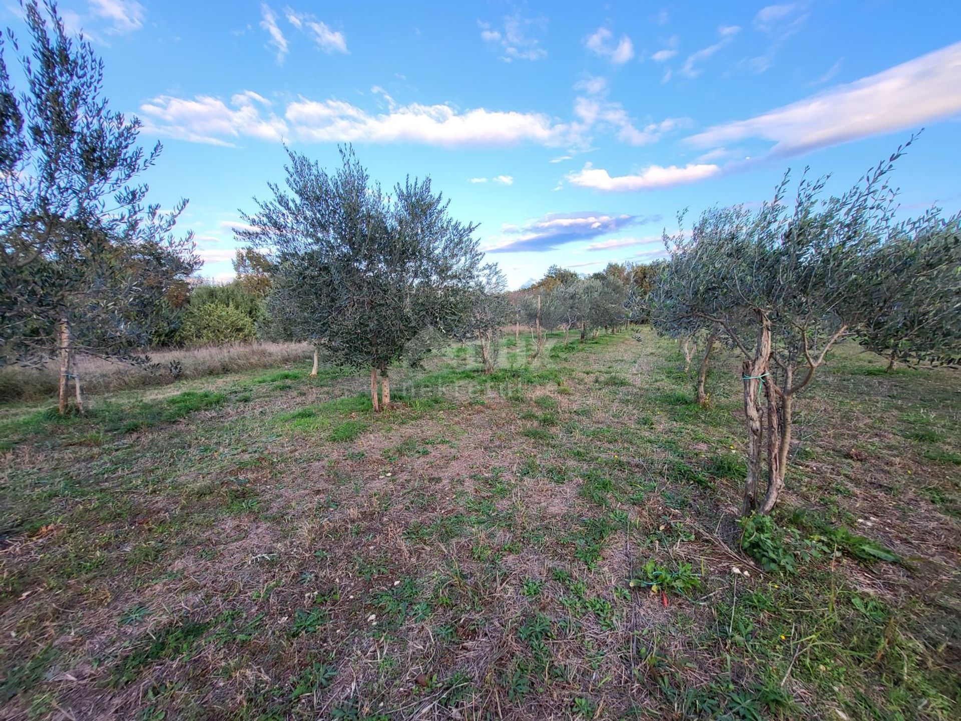 Land i Svetvinčenat, Istria County 12387968