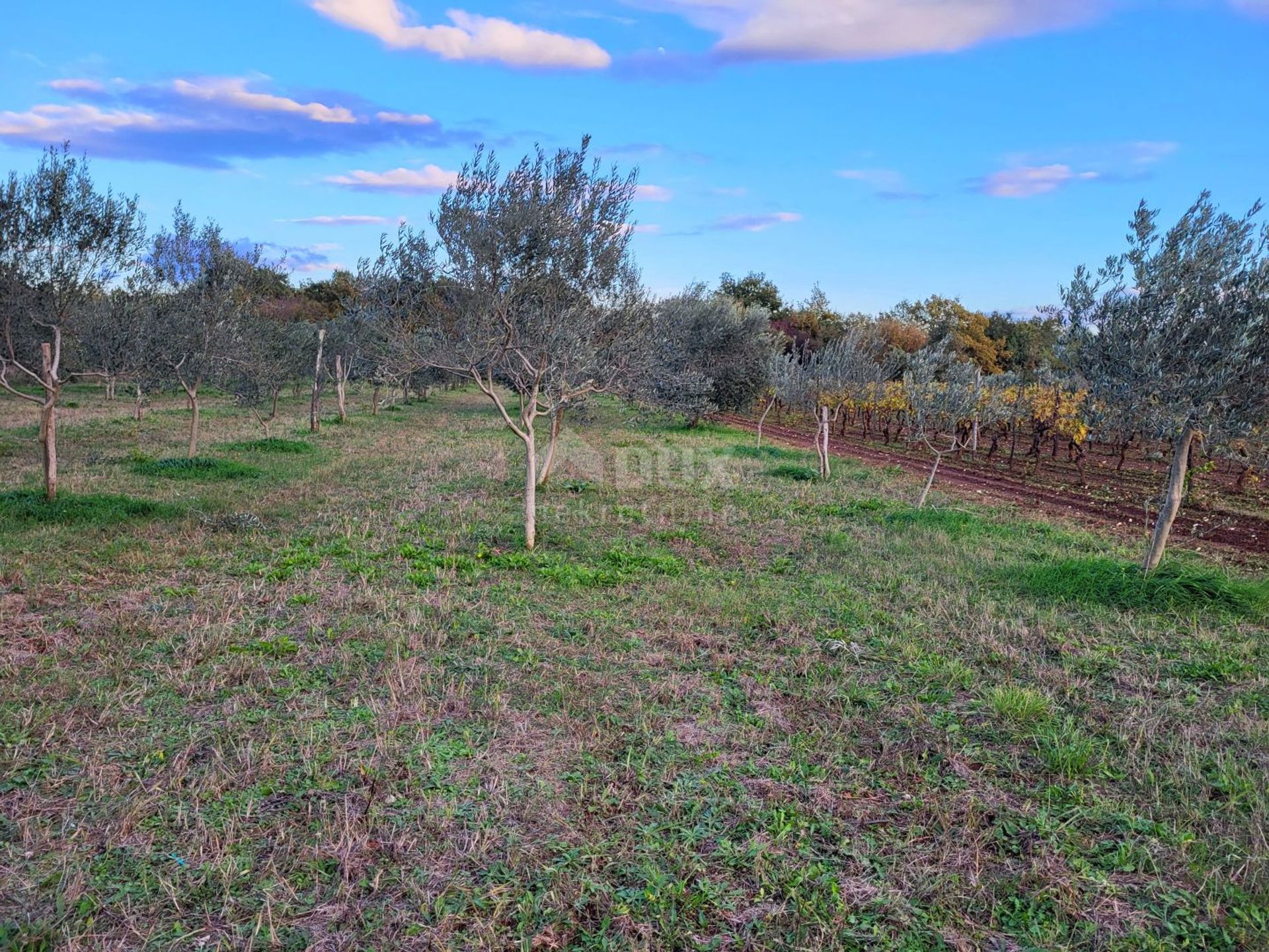 Land i Svetvinčenat, Istria County 12387968