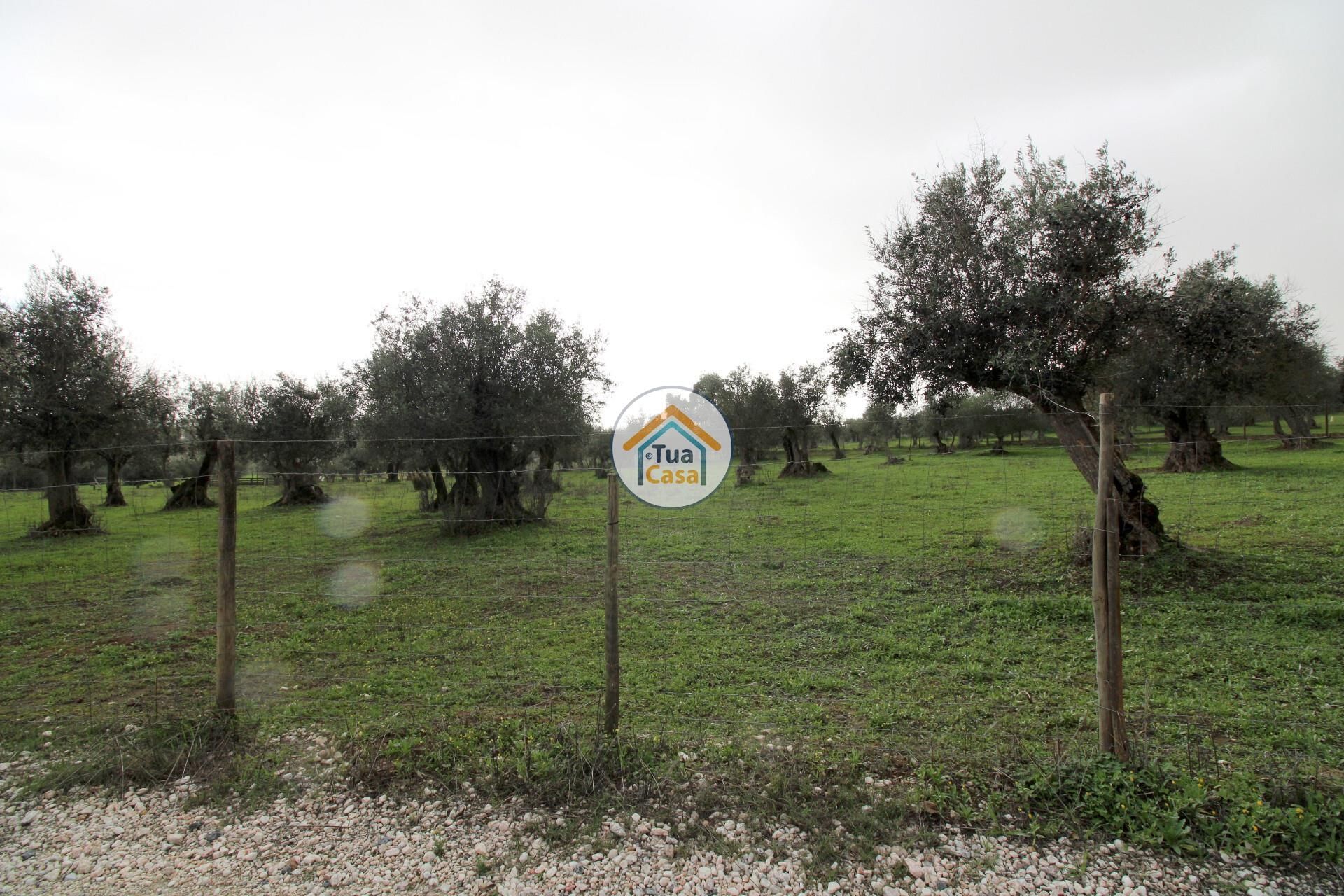 Land in Redondo, Evora 12388246