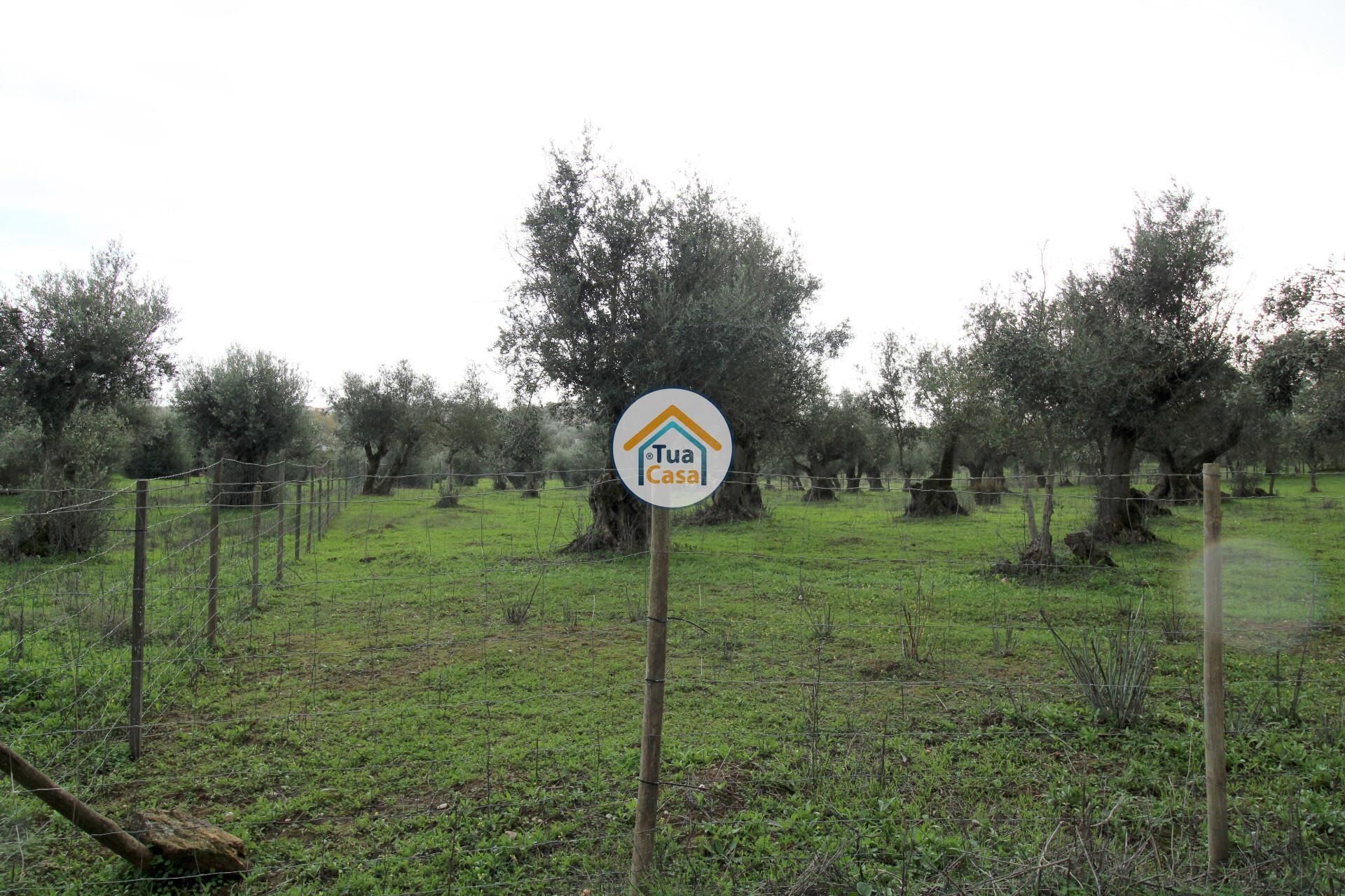 Land in Redondo, Evora 12388246