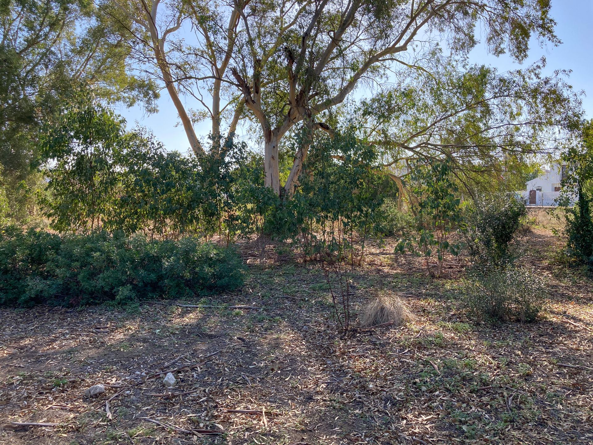 Land i Chiclana de la Frontera, Andalusia 12393655