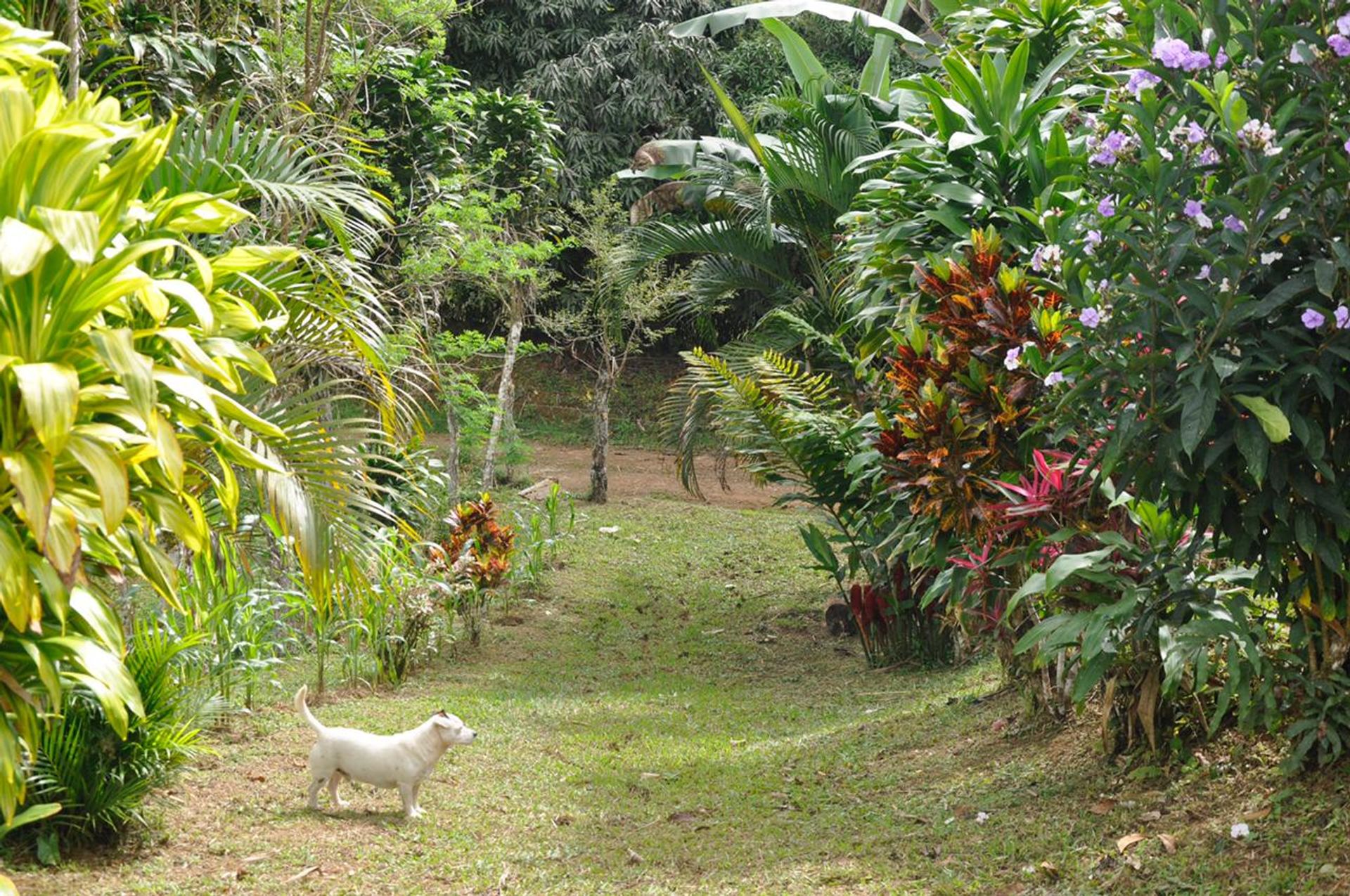 Huis in San Isidro de El General, San José Province 12399283