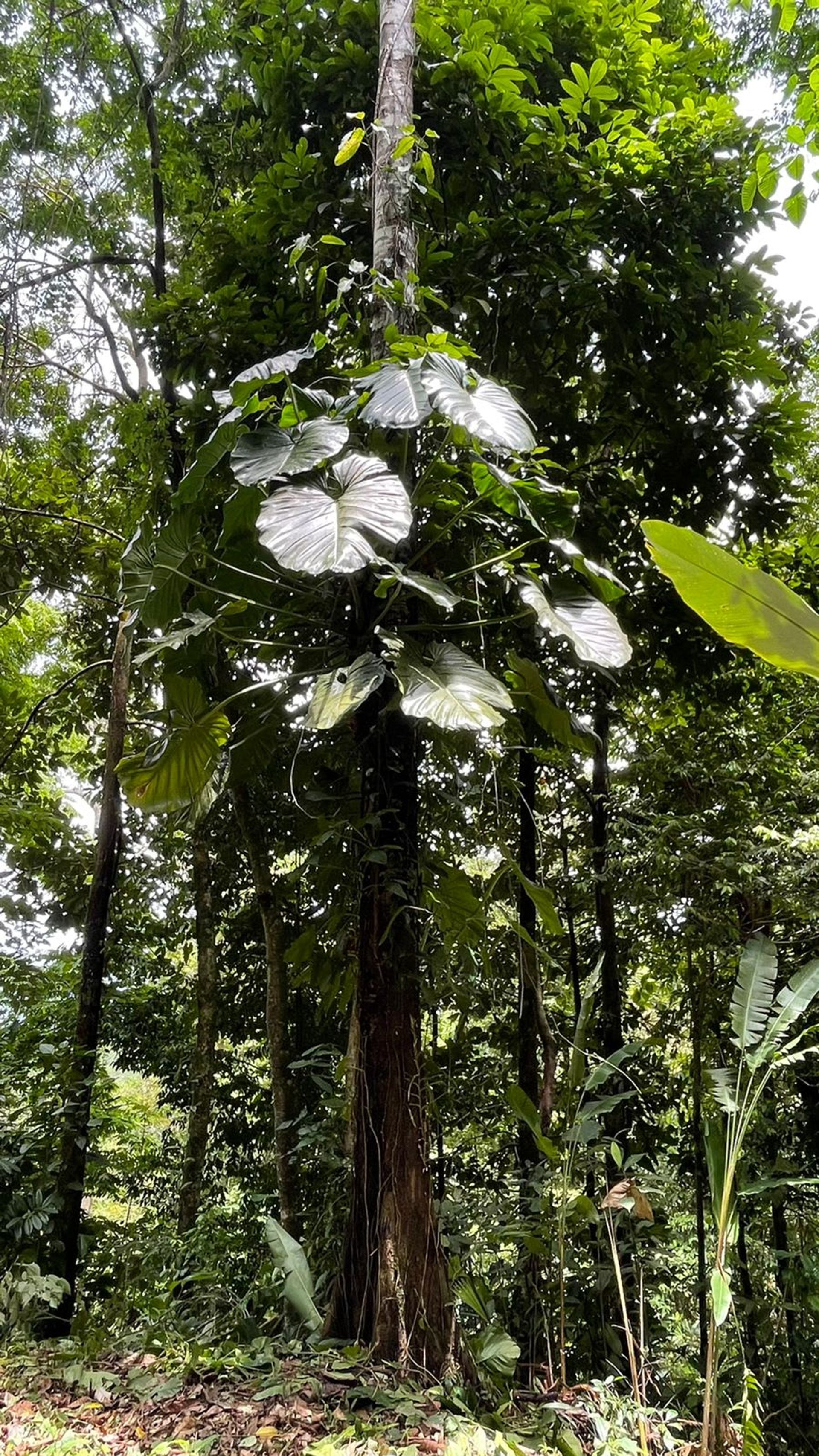 Ejerlejlighed i Uvita, Puntarenas Province 12399294