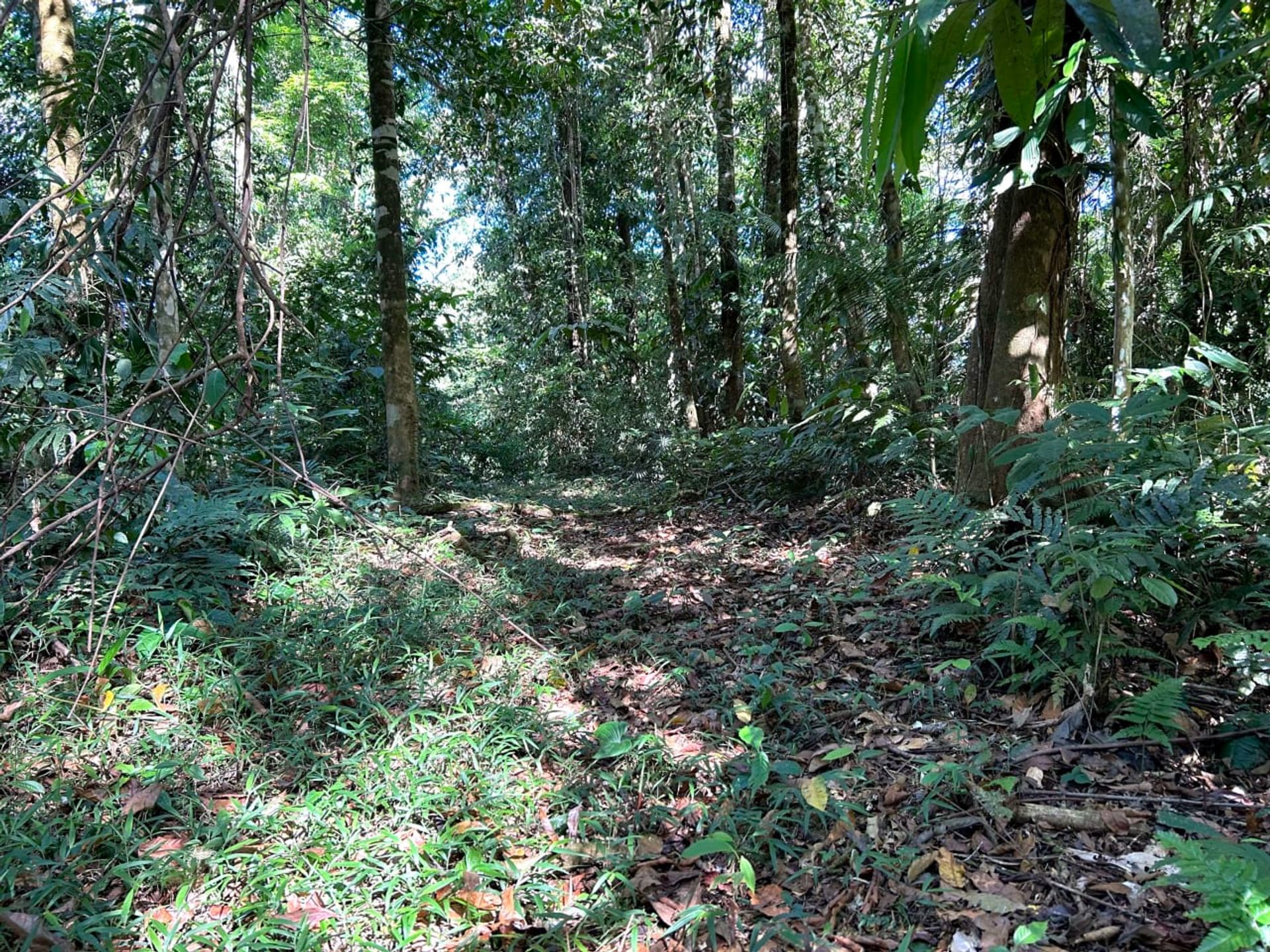 房子 在 Ciudad Cortés, Puntarenas Province 12399300