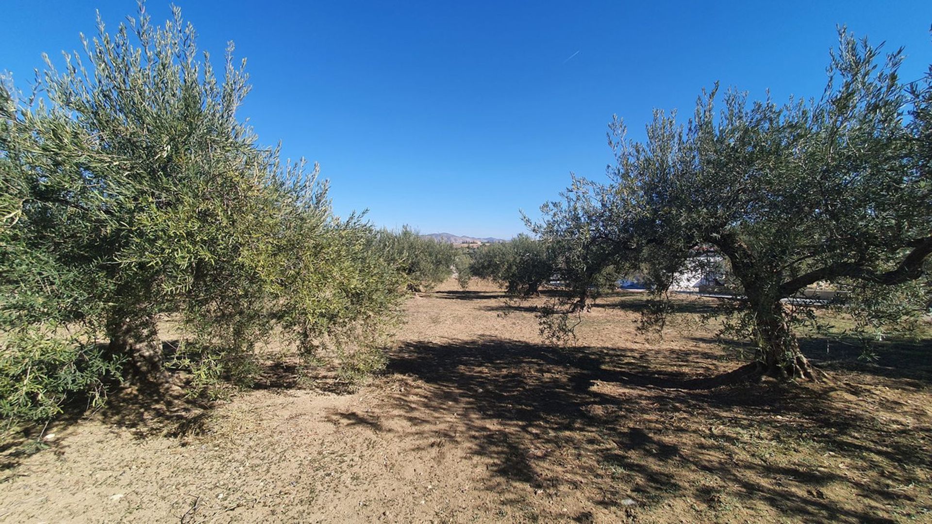 Terra no Alhaurín el Grande, Andaluzia 12399485