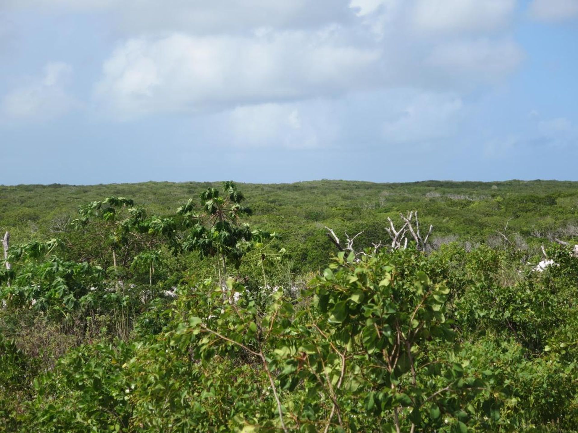 ארץ ב Bottle Creek, Caicos Islands 12432153