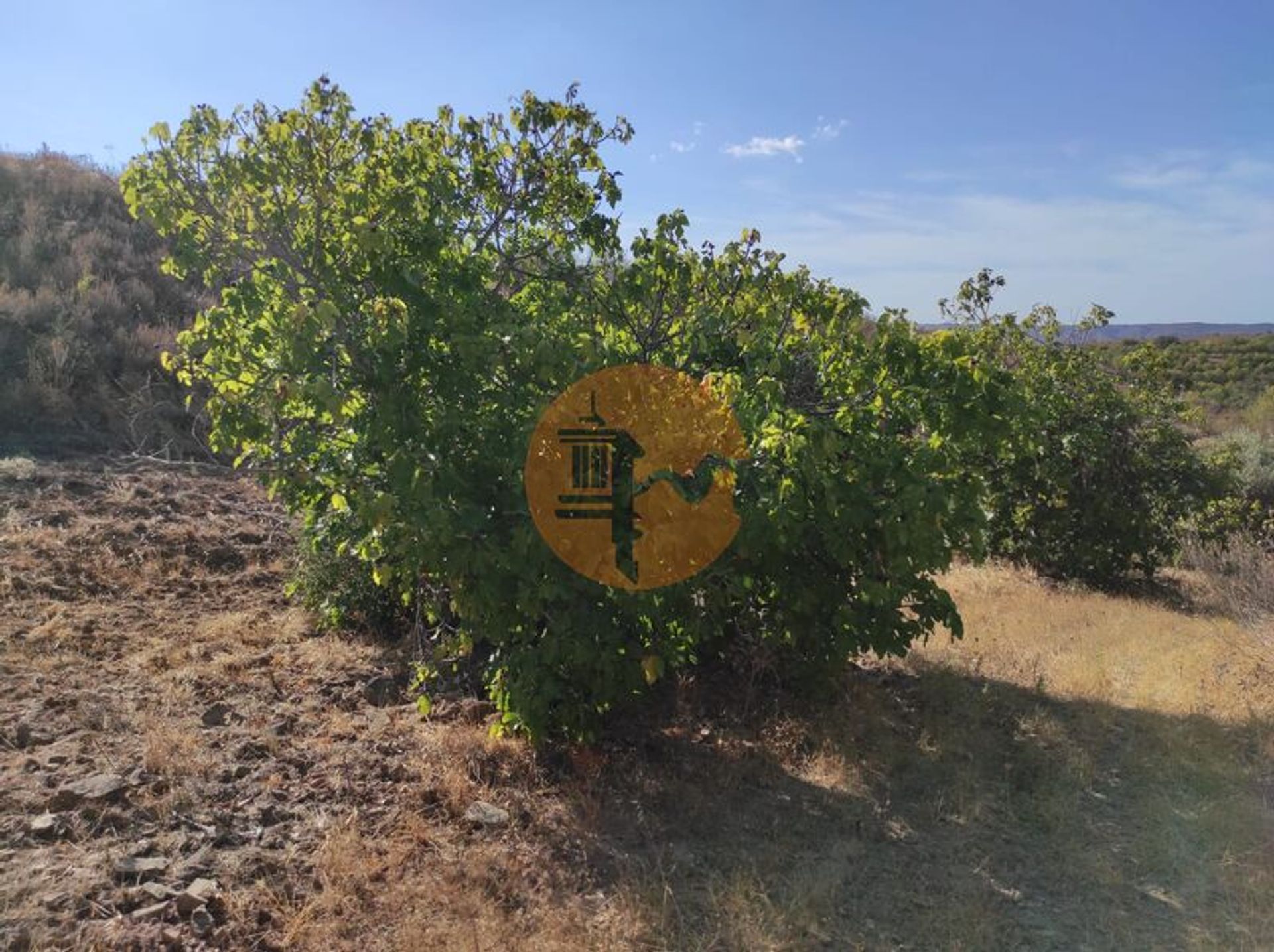 Tierra en odeleita, Faraón 12441983